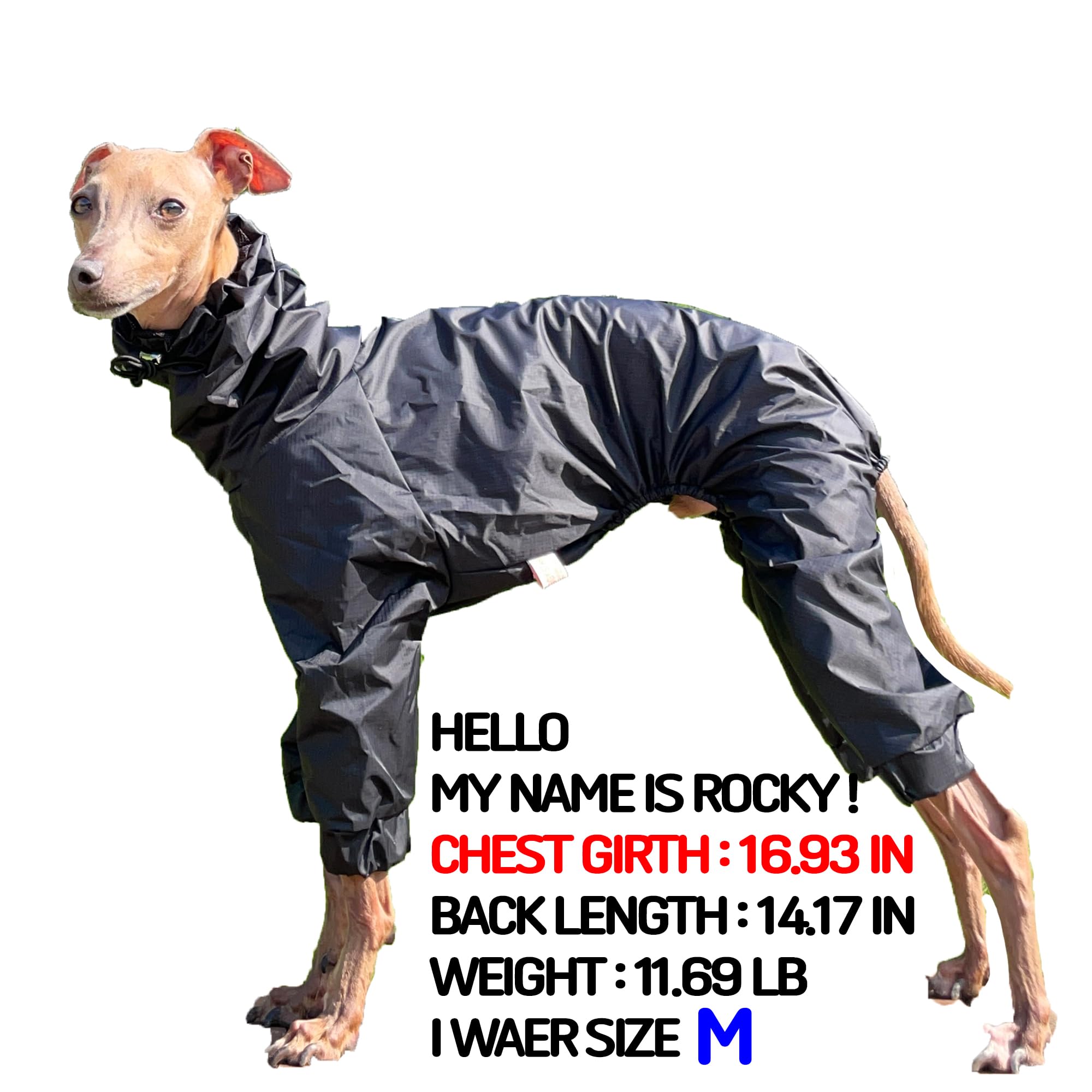 D Doggy Star Italian Greyhound Raincoat Waterproof Jacket Windbreaker Clothes Whippet For Dog (L,Raincoat Black)