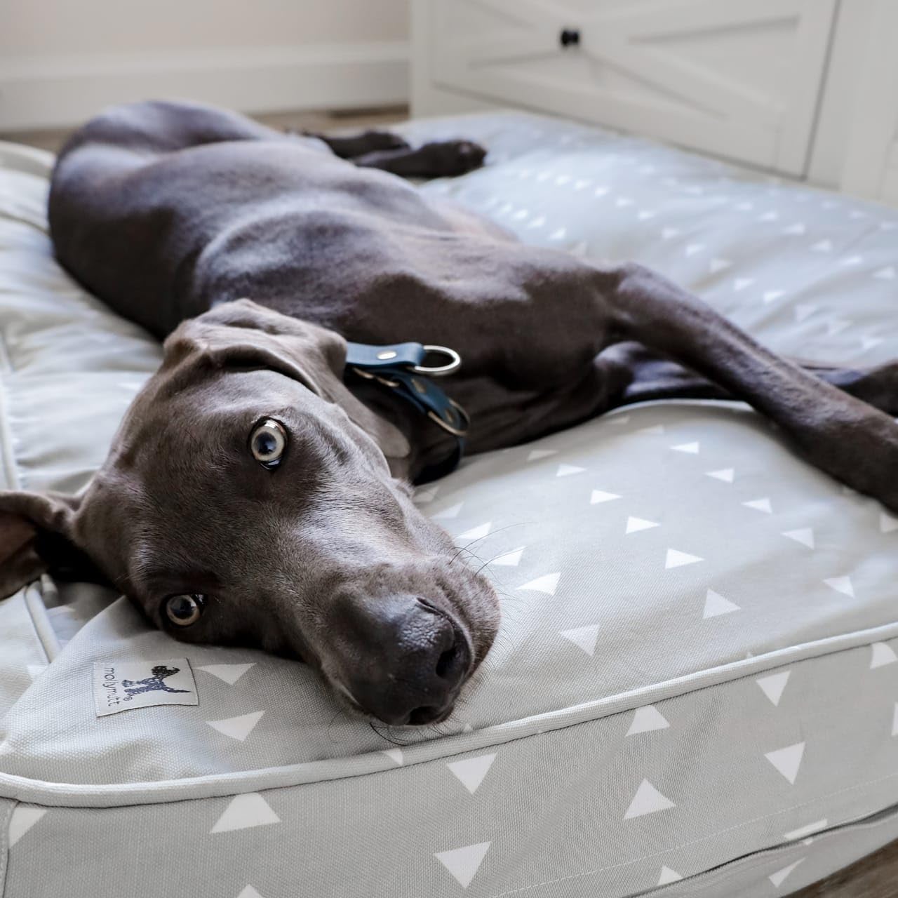 Molly Mutt Huge Dog Bed Cover - 100% Cotton, Durable & Breathable, 36"x45"x5", Color: Be Still, Model: dd83c