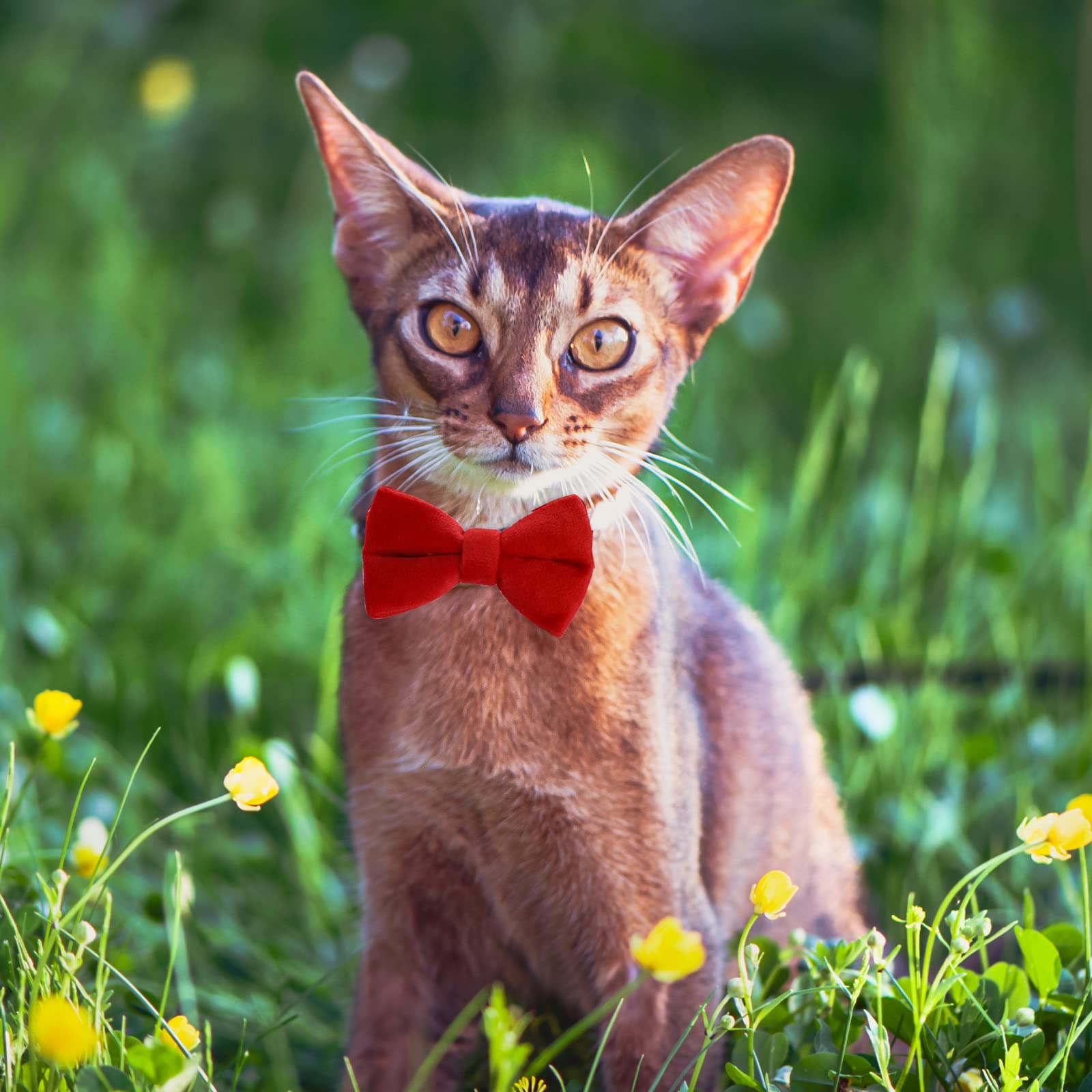 2 Pcs Velvet Cat Collar With Bell And Bowtie, Adjustable Breakaway Cat Collars Kitten Small Puppy Safety Bow Tie Solid Wedding Basic Color Cat Bow Tie Collar