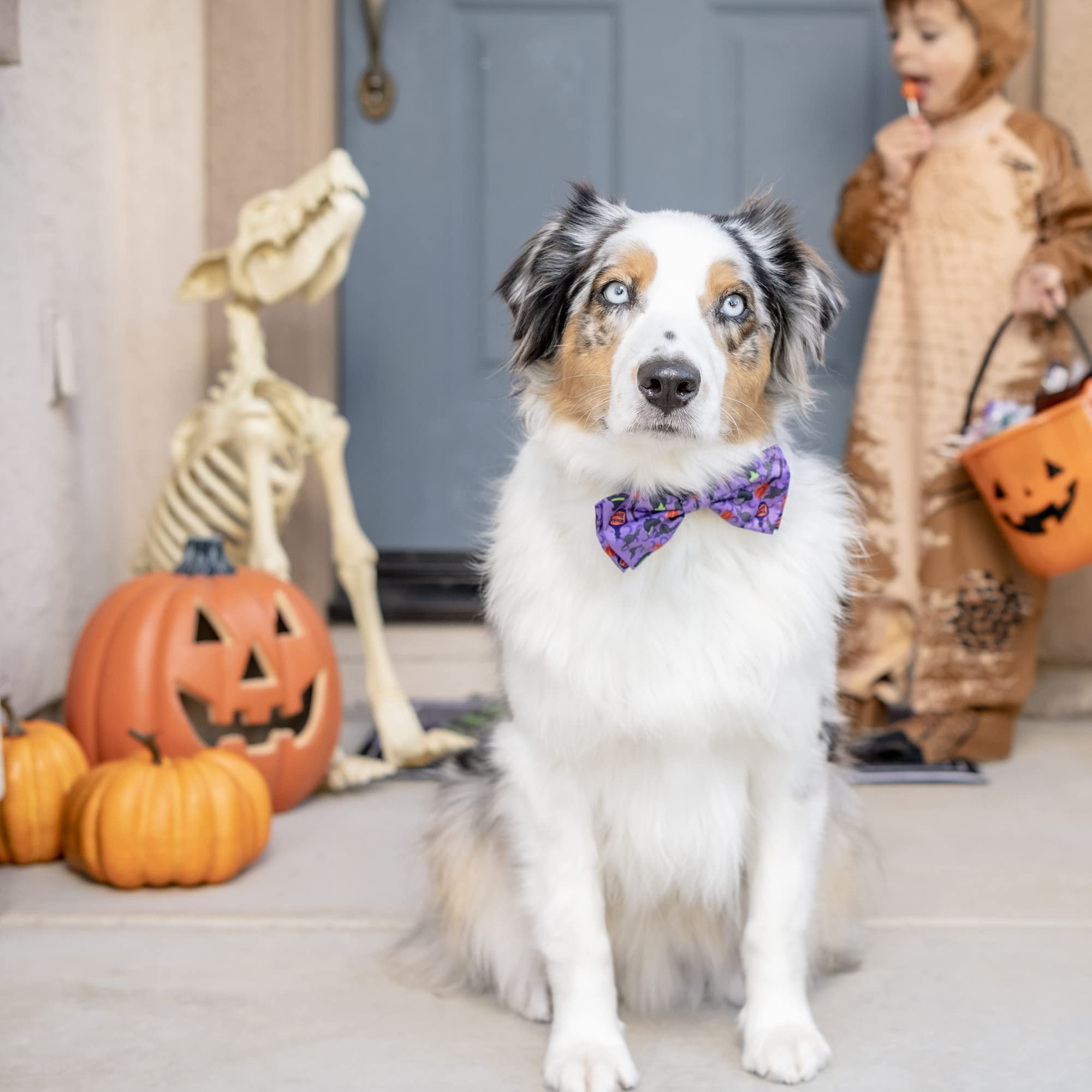 Huxley & Kent Bow Tie For Pets | Witch'S Brew (Small) | Halloween Bow Tie Collar Attachment | Fun Bow Ties For Dogs & Cats | Cute, Comfortable, And Durable | H&K Bow Tie