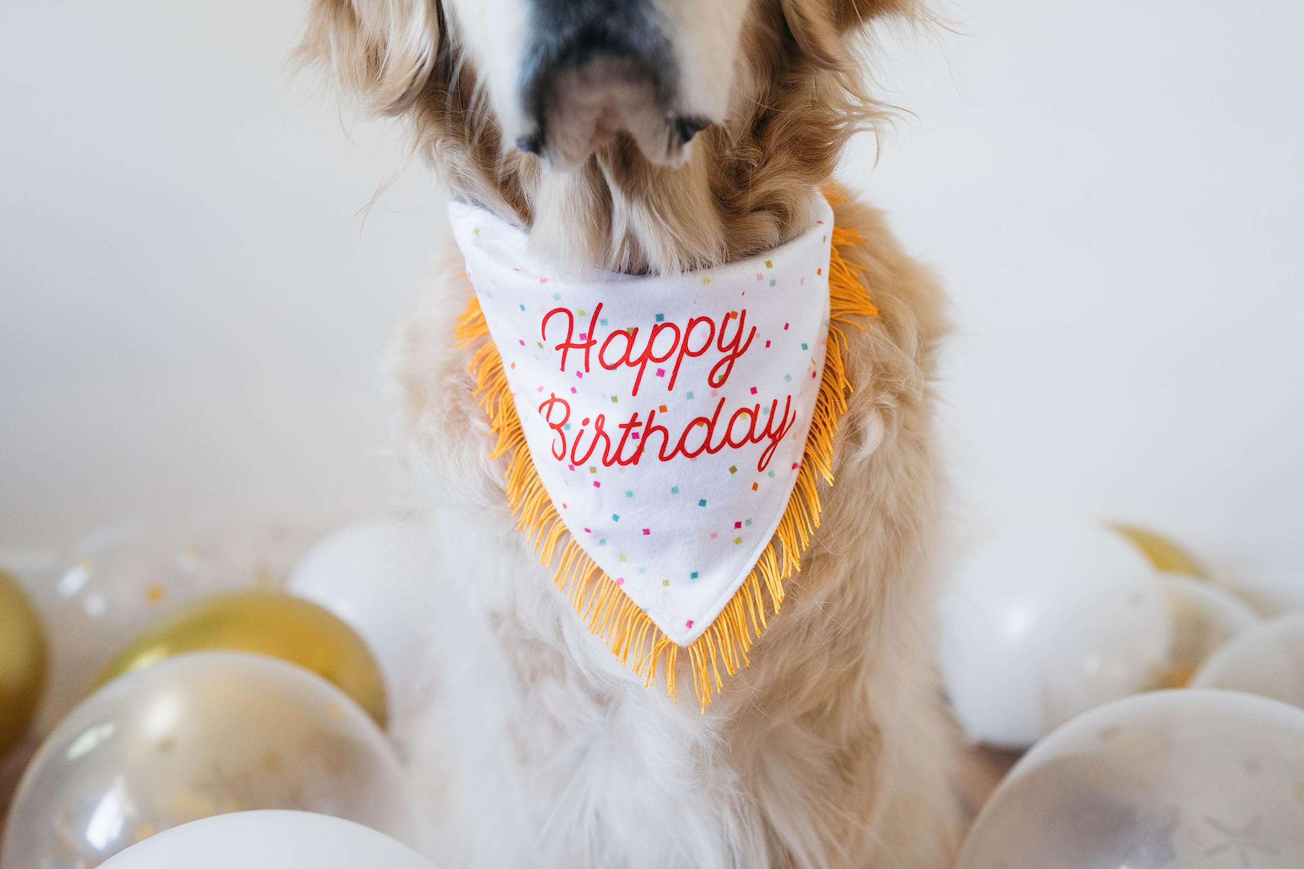 Zippypaws Birthday Gifts For Dogs - Polkadot Birthday Bandana And Plush Squeaky Bone Toy, Dog Birthday Party Supplies For Boys & Girls