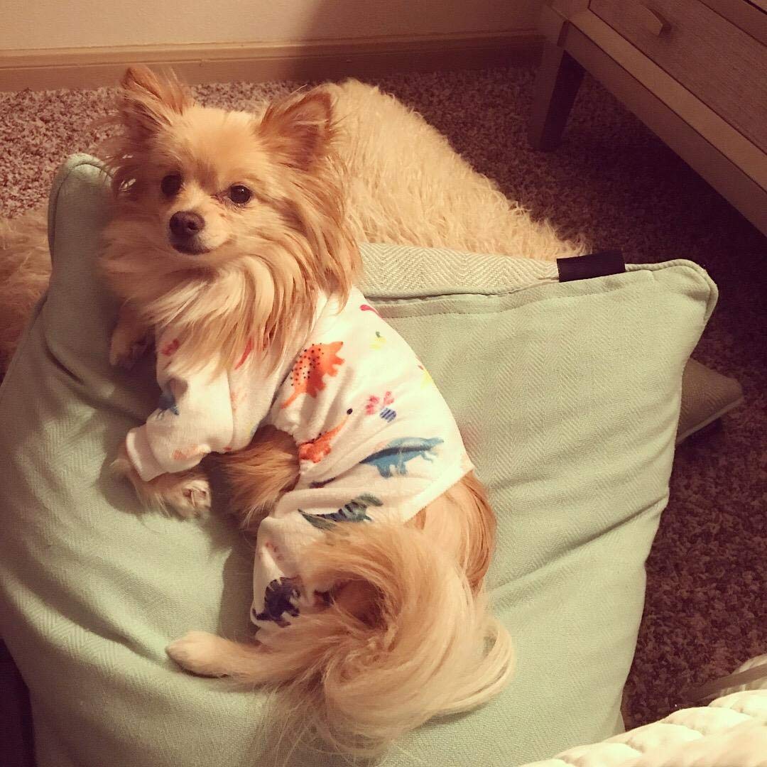 CuteBone Dinosaur Dog Pajamas, Soft Fleece Pet Apparel for Small Dogs, White Dino, Chest Girth 14"-14.5", Back Length 9.5"-10"