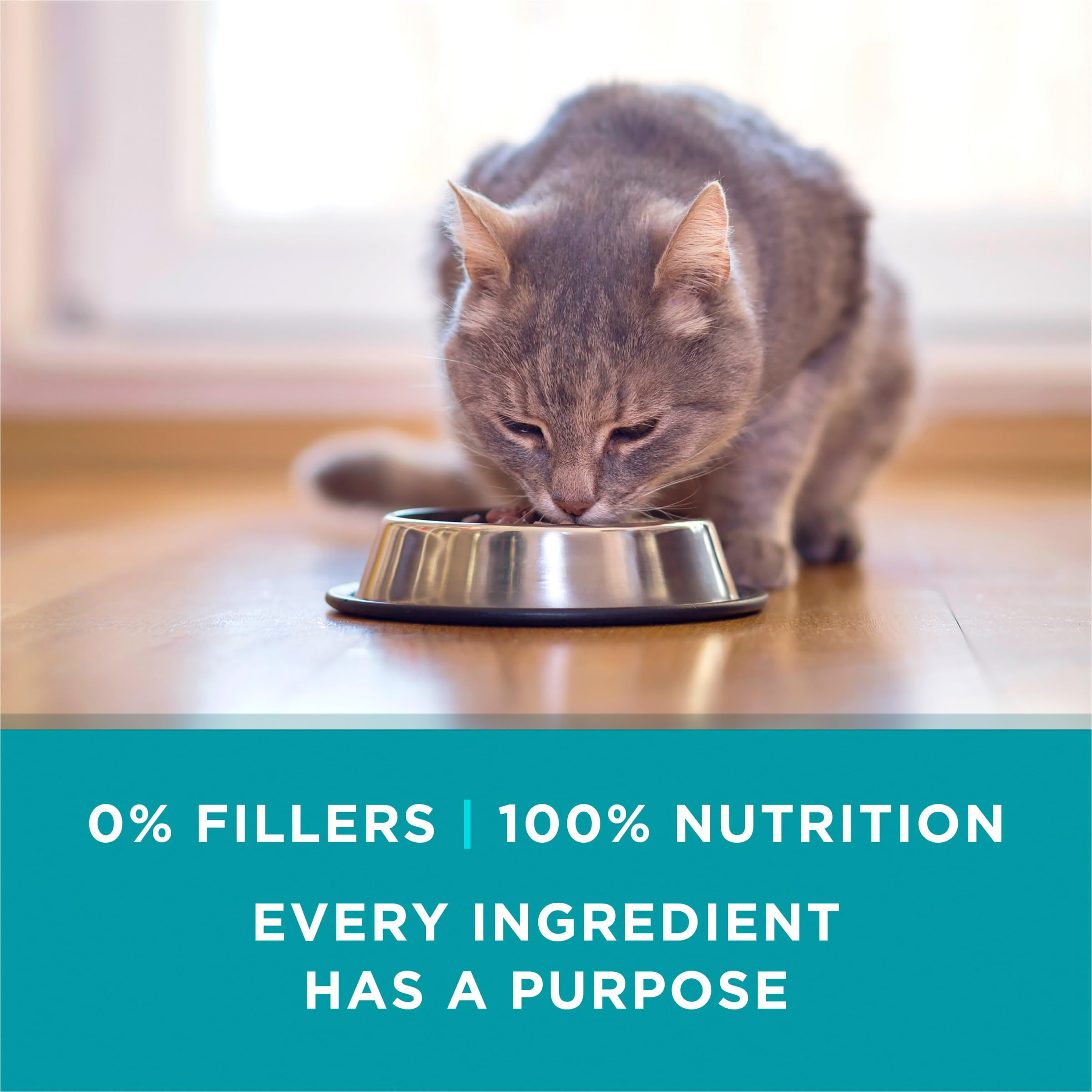 Purina ONE High Protein Cat Food, Chicken Recipe, 3 oz Pull-Top Cans, Pack of 24, Real Meat, Wet Cat Food Gravy
