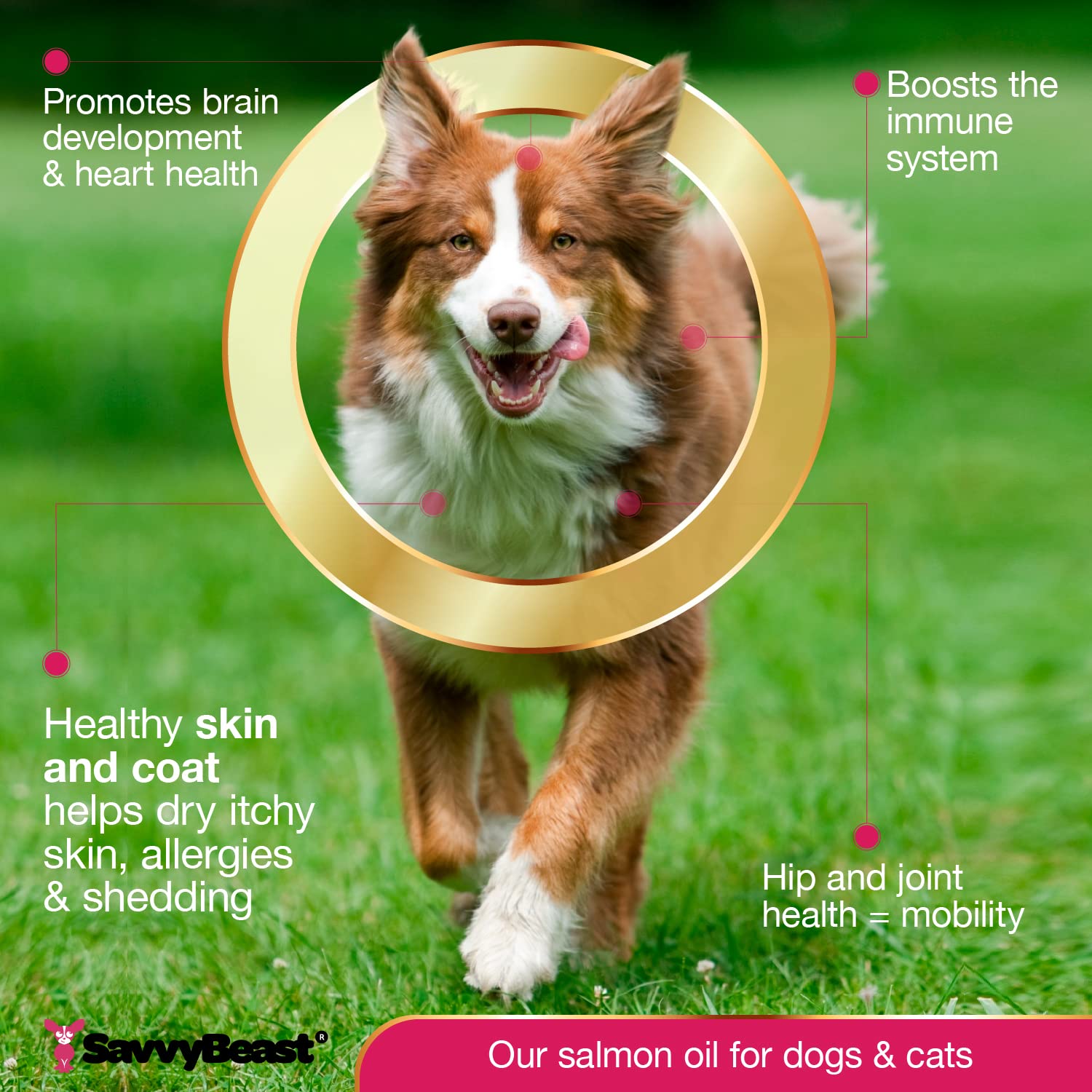 SavvyBeast Wild Alaskan Salmon Oil for Dogs, Cats & Ferrets - Omega-3 Fish Oil Pet Supplement with EPA & DHA - Supports Skin, Co