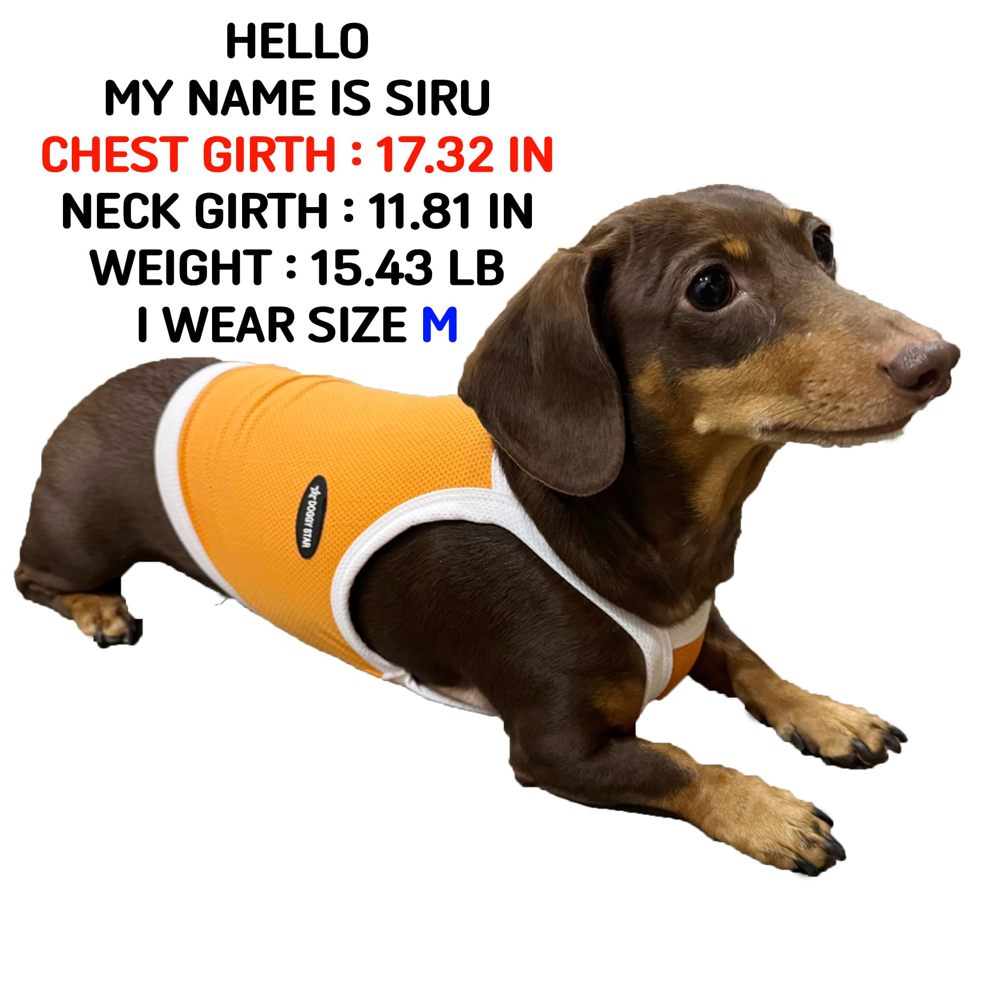 D Doggy Star Dachshund Clothes Spring Summer Cooling String T Shirt Crop Top For Dogs (Xl,Camisole Orange)