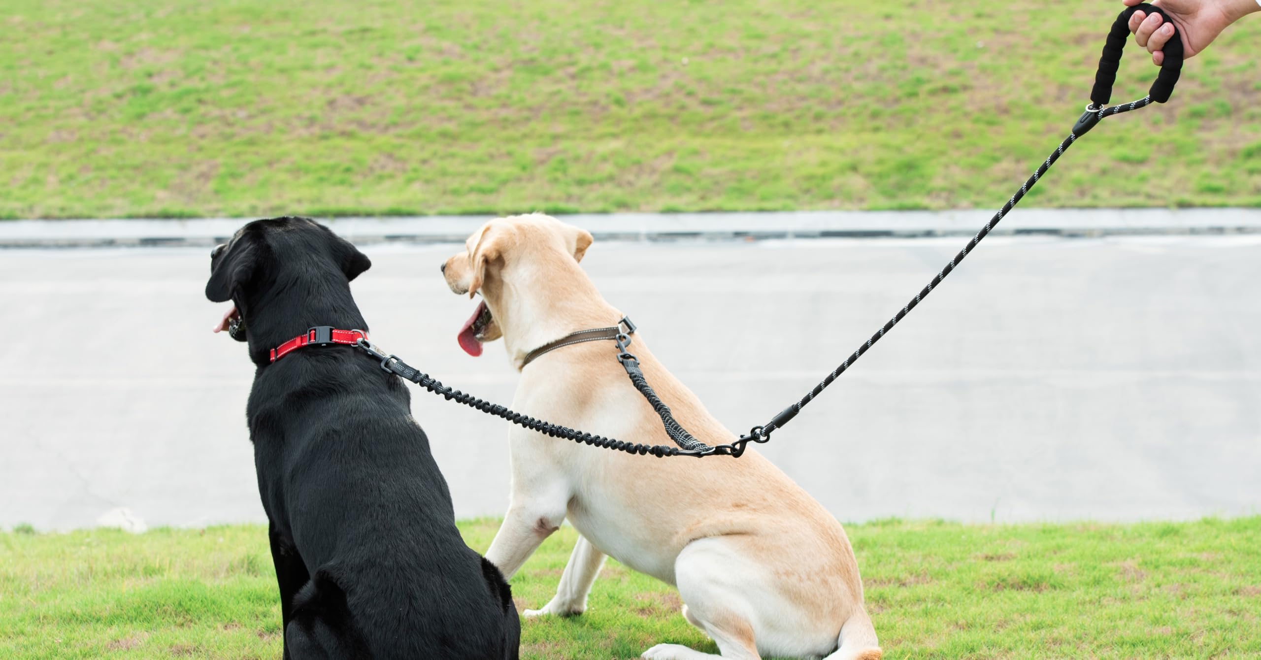 Iyoshop Dual Dog Leash, Double Dog Leash, 360 Swivel No Tangle Walking Leash, Shock Absorbing Bungee For Two Dogs, Black, Large (25-150 Lbs)