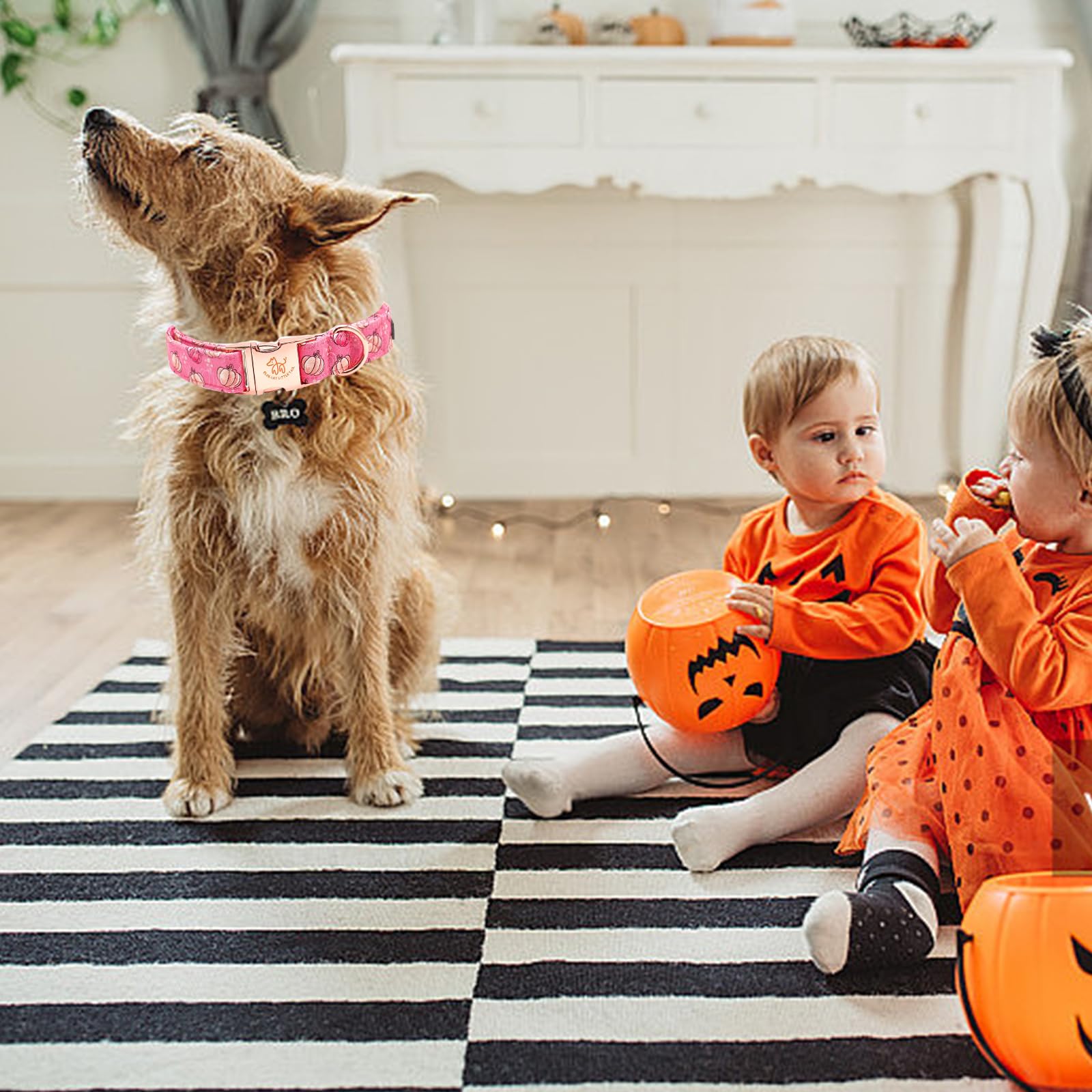 Elegant Little Tail Halloween Dog Collar - Pumpkin Print, Cotton With Metal Buckle, Adjustable For Small Dogs