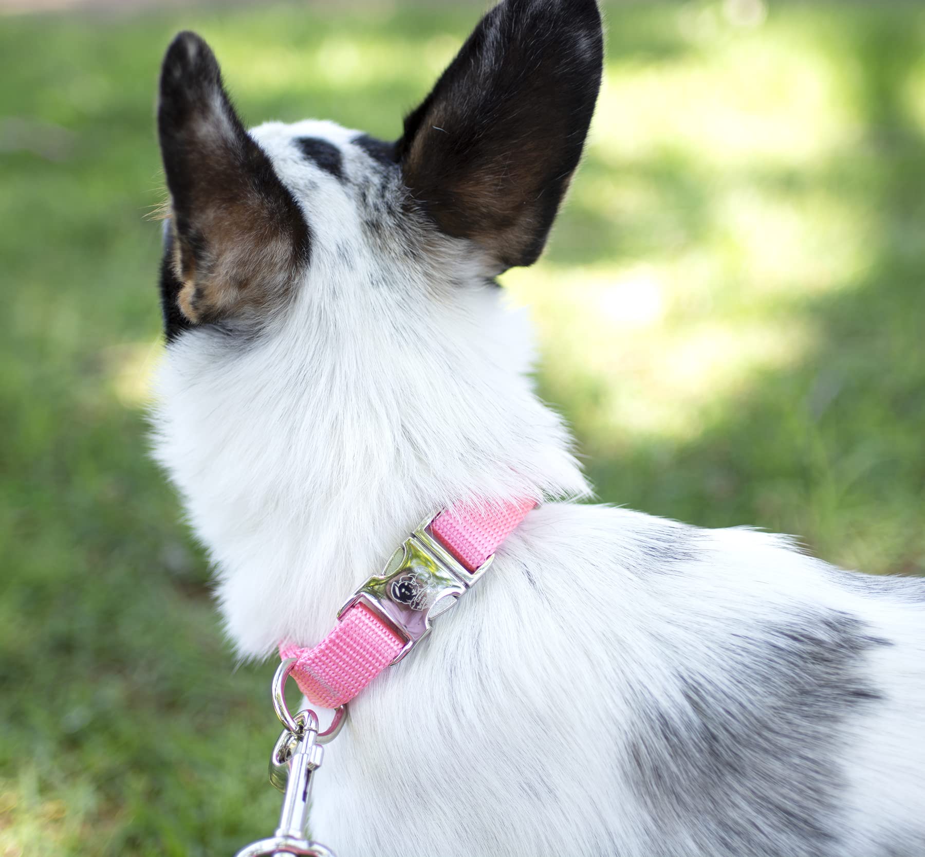 Country Brook Design - Vibrant 30+ Color Selection - Premium Nylon Dog Collar With Metal Buckle (Small, 3/4 Inch, Pink)