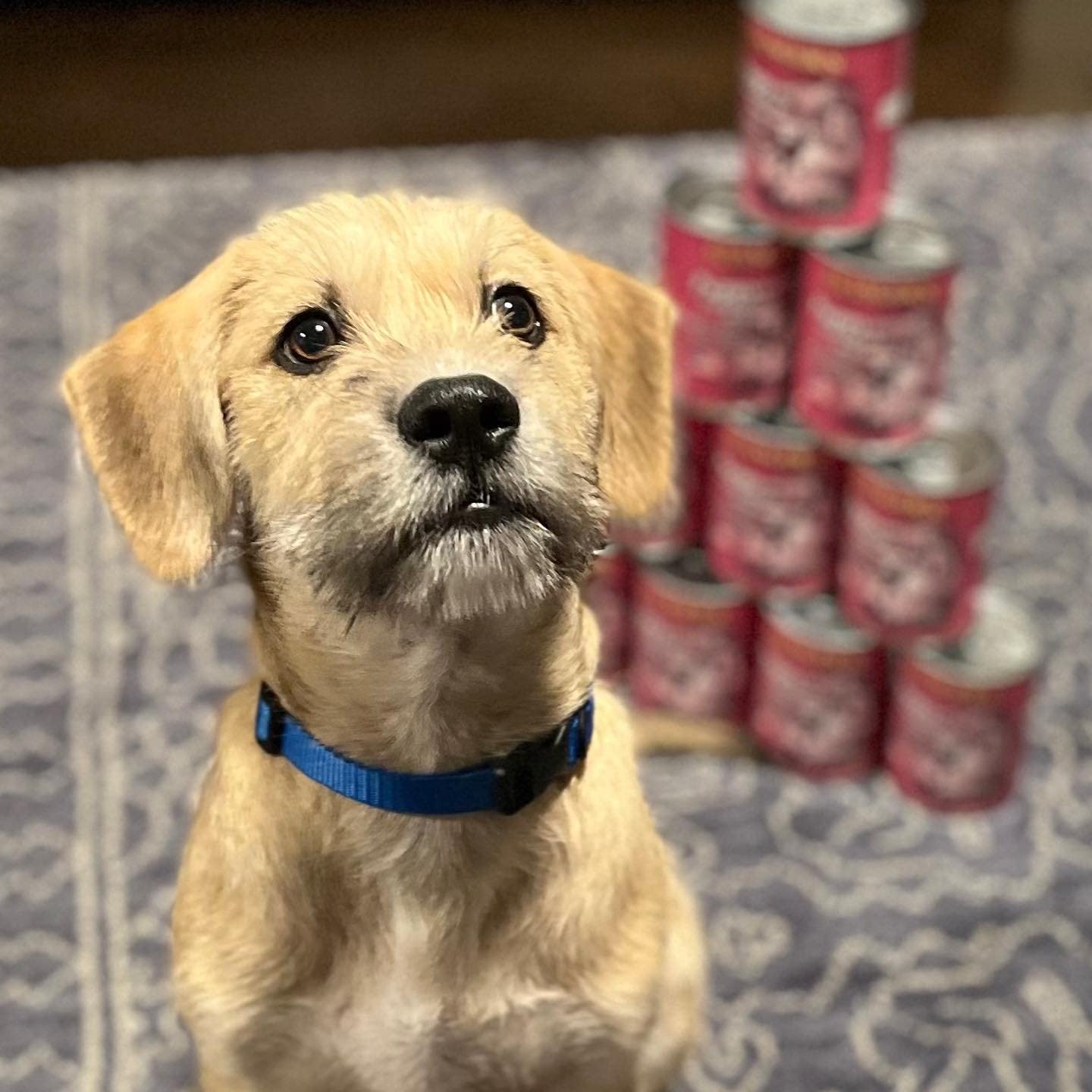 Evangers Heritage Classics Puppy Dinner for Dogs - 12, 12.5 oz Cans
