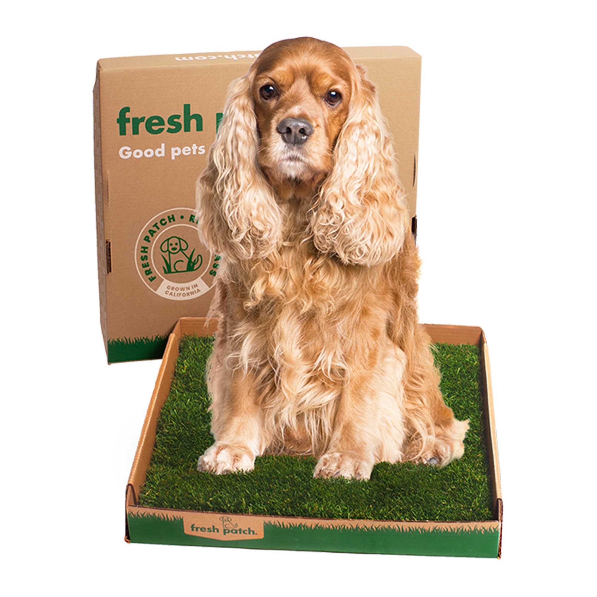Fresh Patch Real Grass Patch For Dogs, Cats, And Large Pets 15-30 Pounds - Disposable Pet Grass Pee Pads - Indoor And Outdoor Po