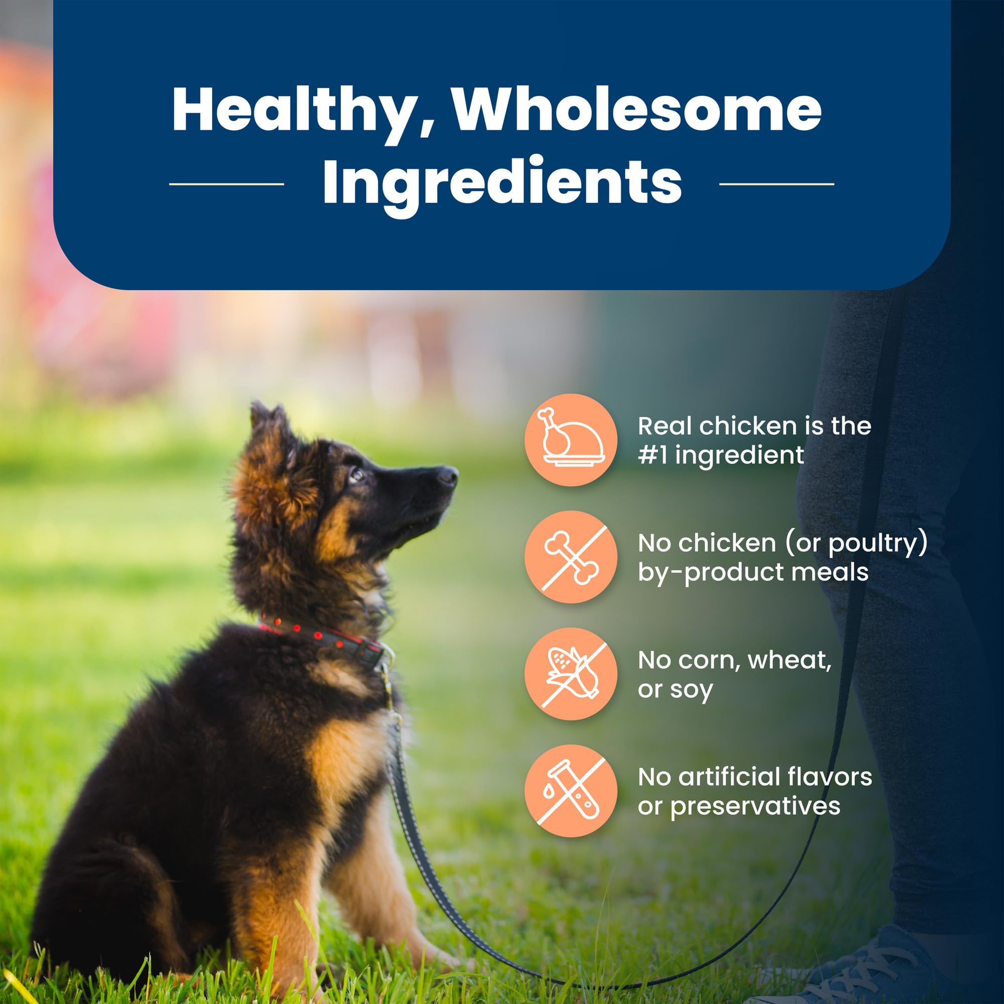 Blue Buffalo Life Protection Formula Large Breed Puppy Dry Dog Food with DHA, Vital Nutrients & Antioxidants, Made with Natural