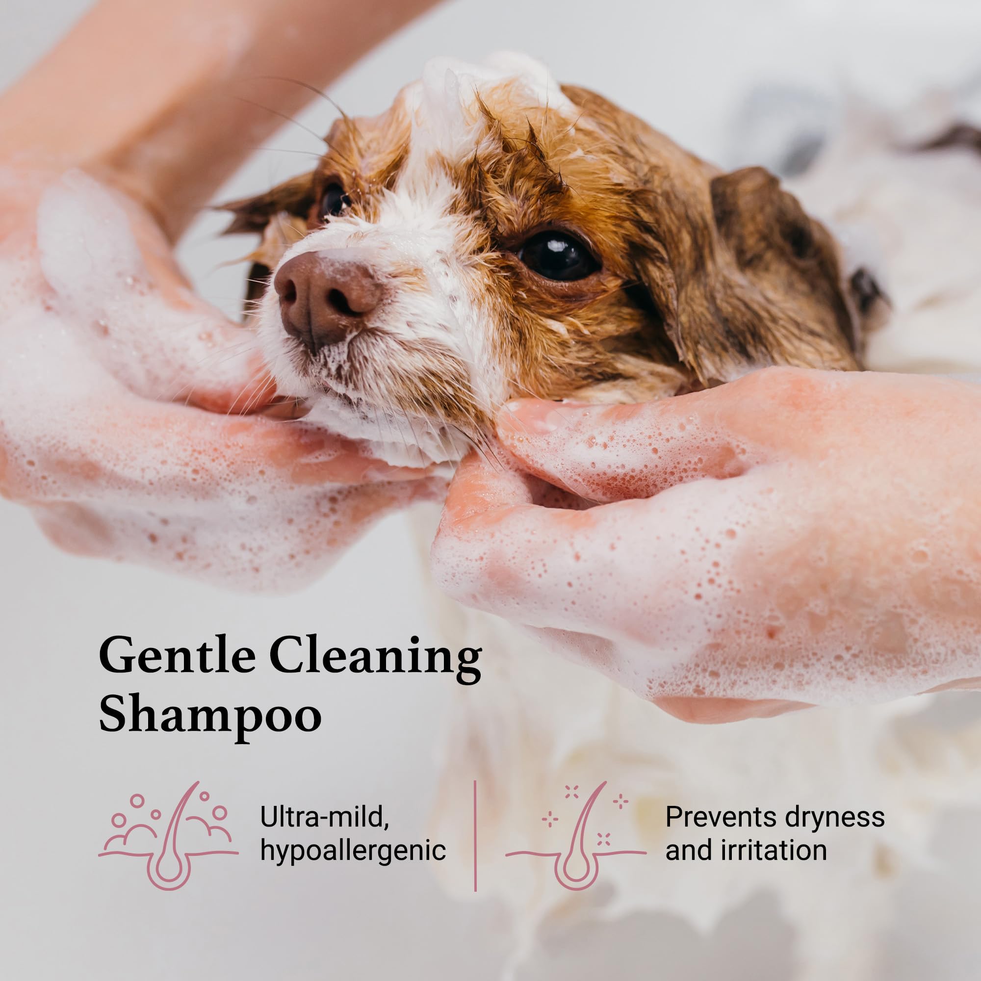 iGroom Tearless Facial Dog Shampoo - Ultra Mild, 128 Fl Oz, Restores Skin Moisture, Made in USA, Model IG00849