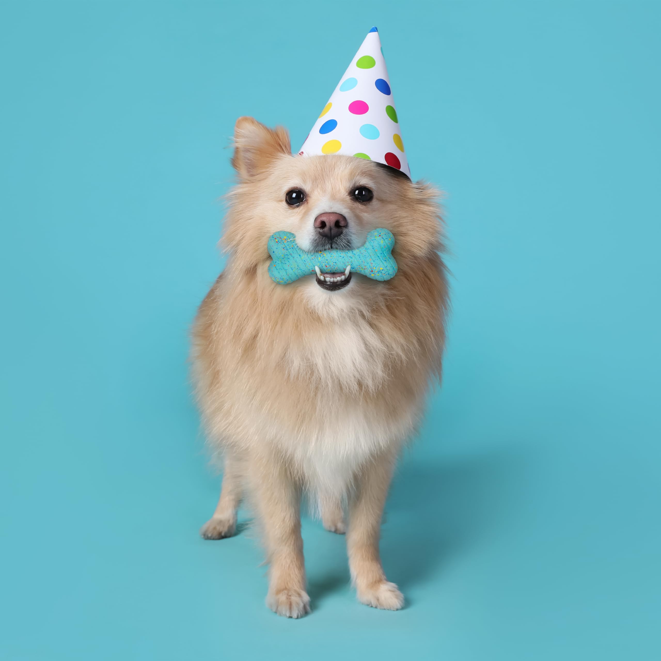 Playology Birthday Pack Dog Toys For Small Dogs | All-Natural Peanut Butter Birthday Cake Scented Gift Bundle | 2 Squeaky Chew B