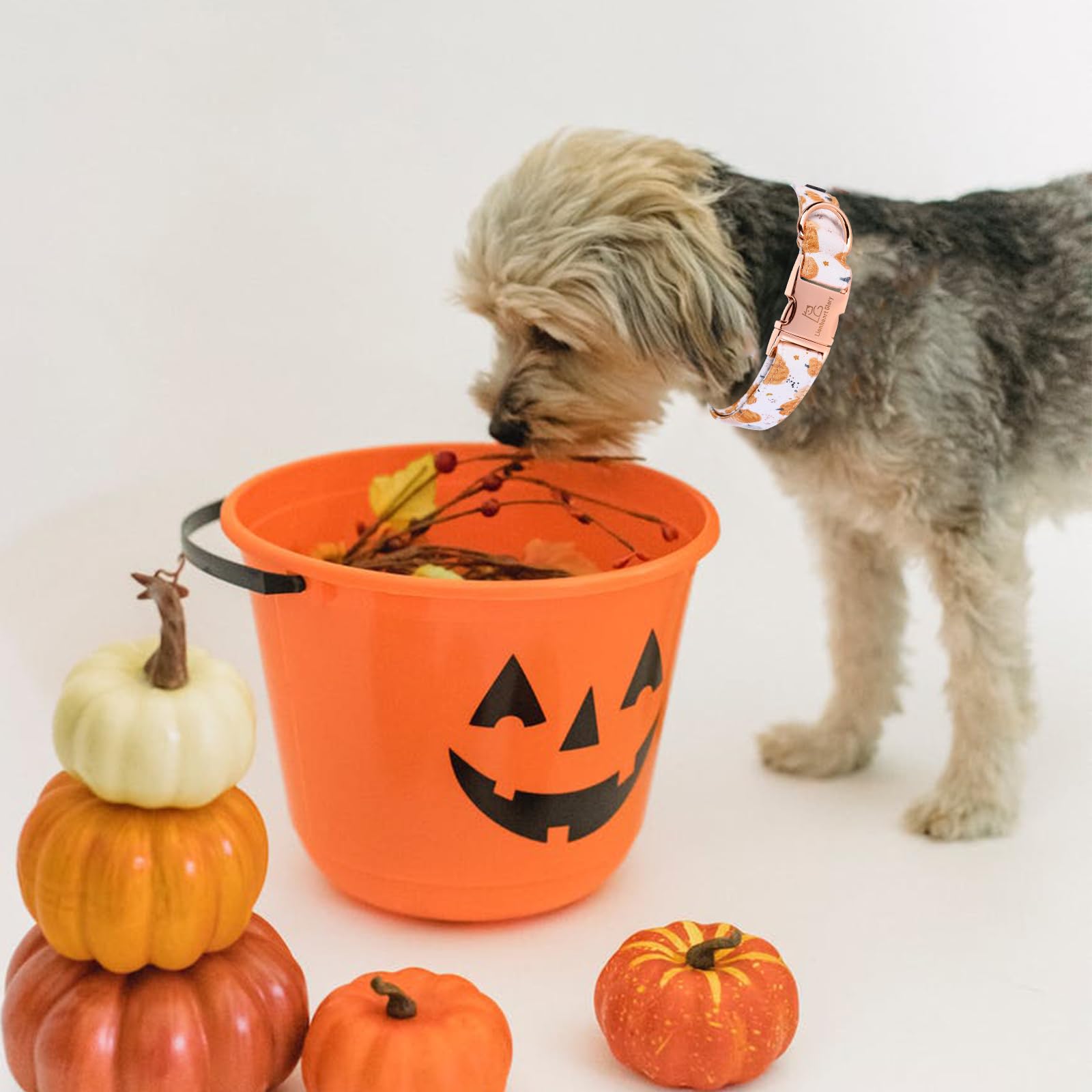 Lionheart Glory Dog Collar Halloween Collar Dog Fall Dog Collars, Adjustable Heavy Duty Dog Collar For Large Dogs Pumpkin Collar Dog