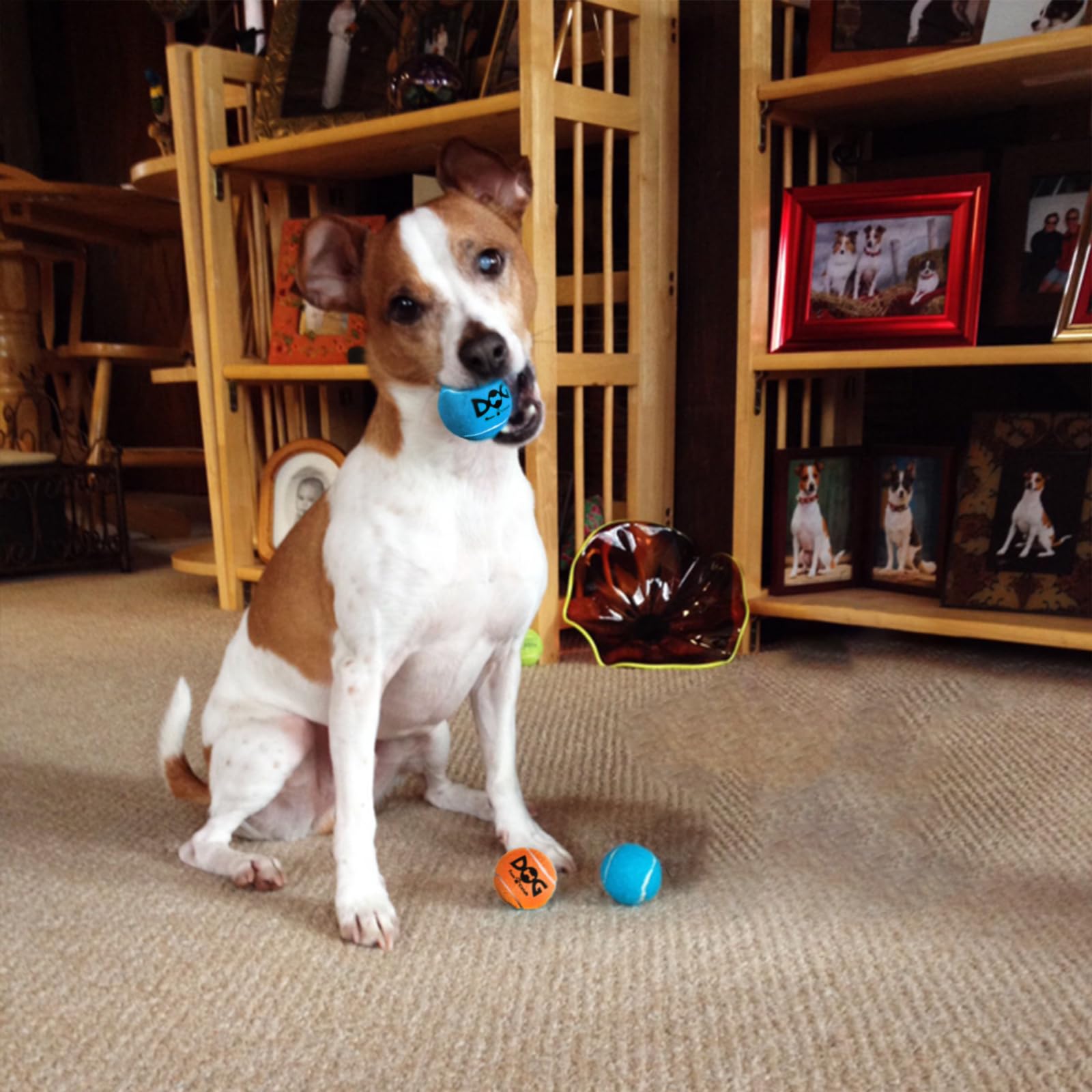 Insum Squeaky Dog Balls - Squeaky Tennis Balls For Dogs, Blue | Small - 2.0'', 4Pack