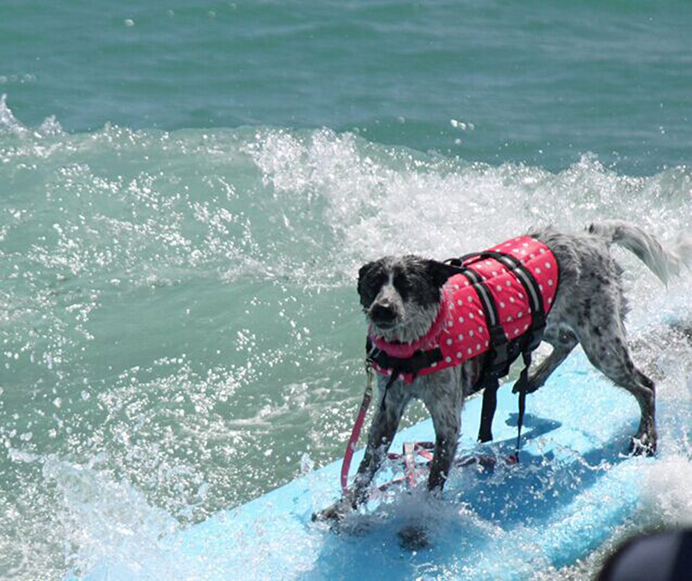 Haocoo Dog Life Jacket Vest Saver Safety Swimsuit Preserver With Reflective Stripes/Adjustable Belt Dogs?Pink Polka Dot,Xs
