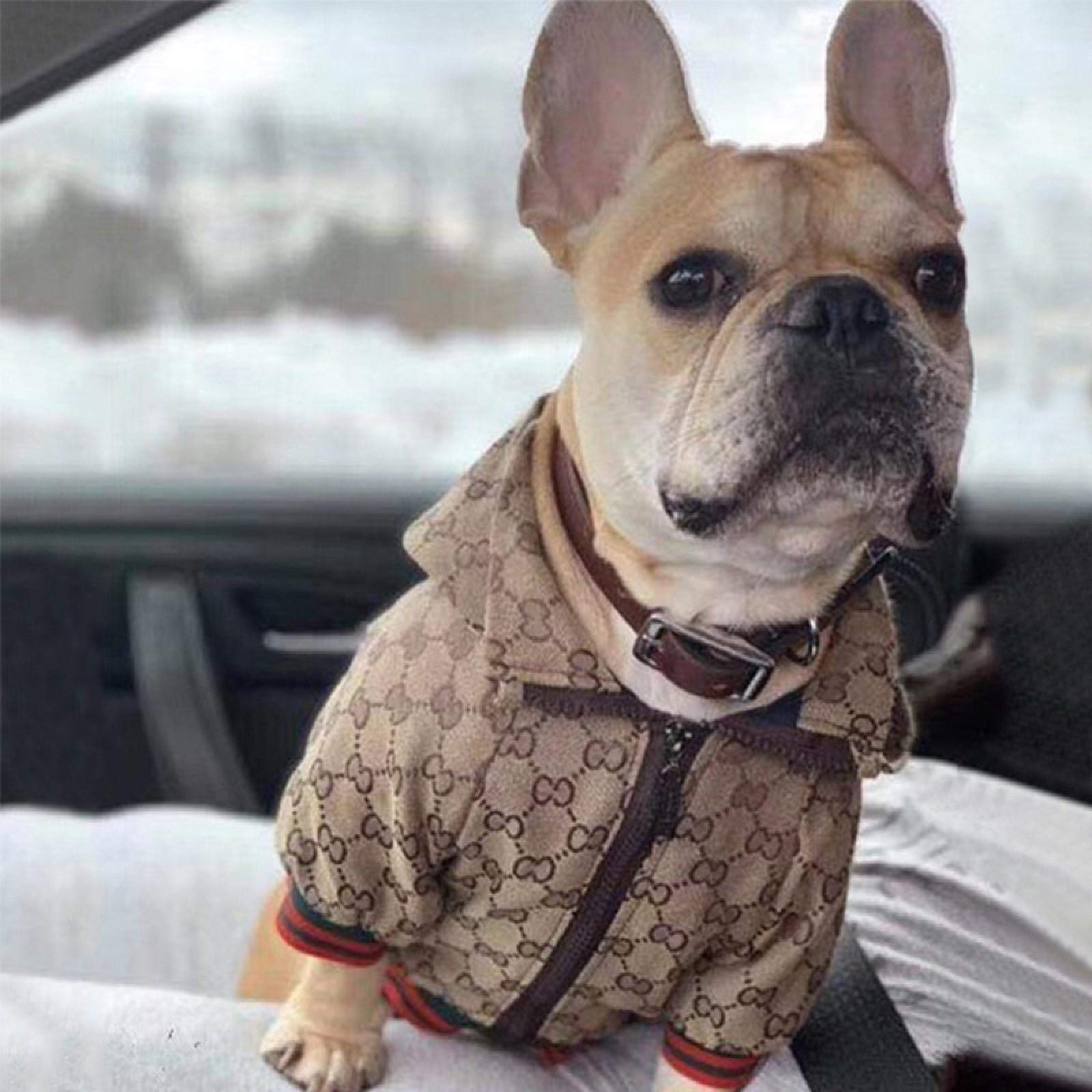 HQREA Dog Hoodie - Luxury Winter Jacket, Zipper Design, Small Size, Cloth Material, Model MINGJ-63704, Color A