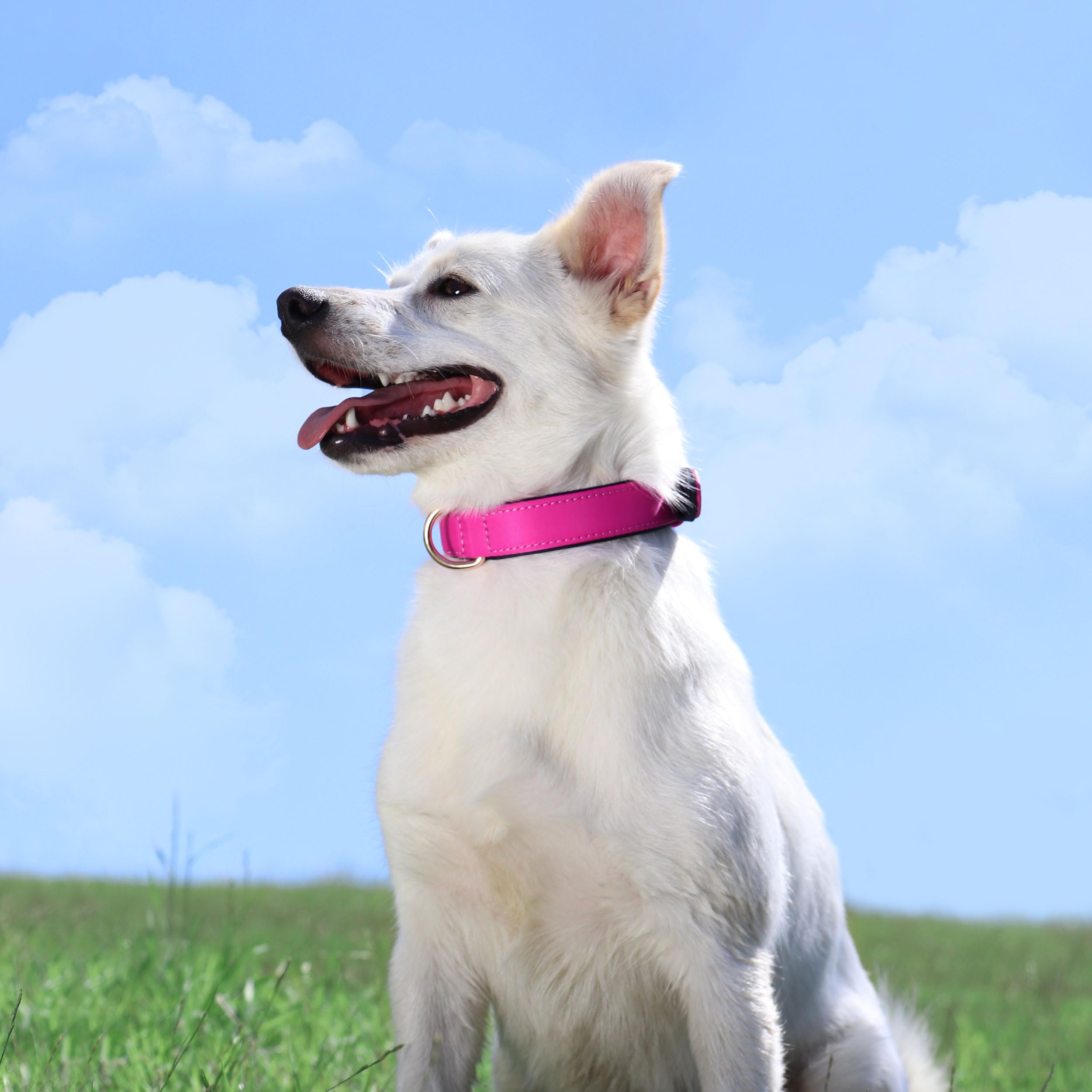 Didog Soft Padded Dog Collars For Medium Dogs, Lightweight And Breathable Dog Collar Waterproof With Metal Buckle, Rose Purple,