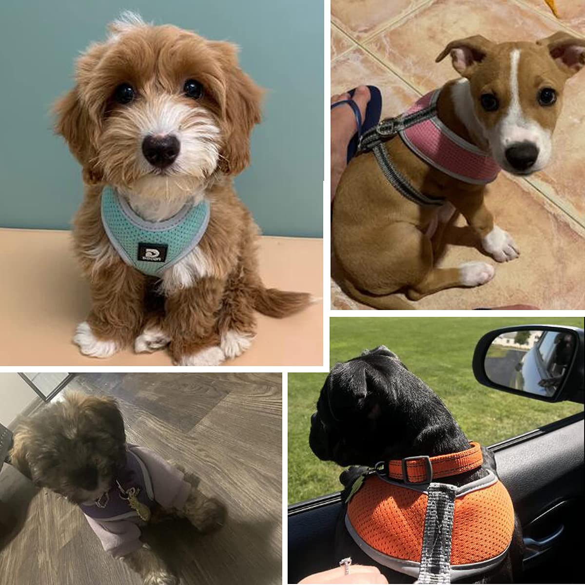 Puppy Harness And Leash Set - Dog Vest Harness For Small Dogs Medium Dogs- Adjustable Reflective Step In Harness For Dogs - Soft Mesh Comfort Fit No Pull No Choke (S, Purple)