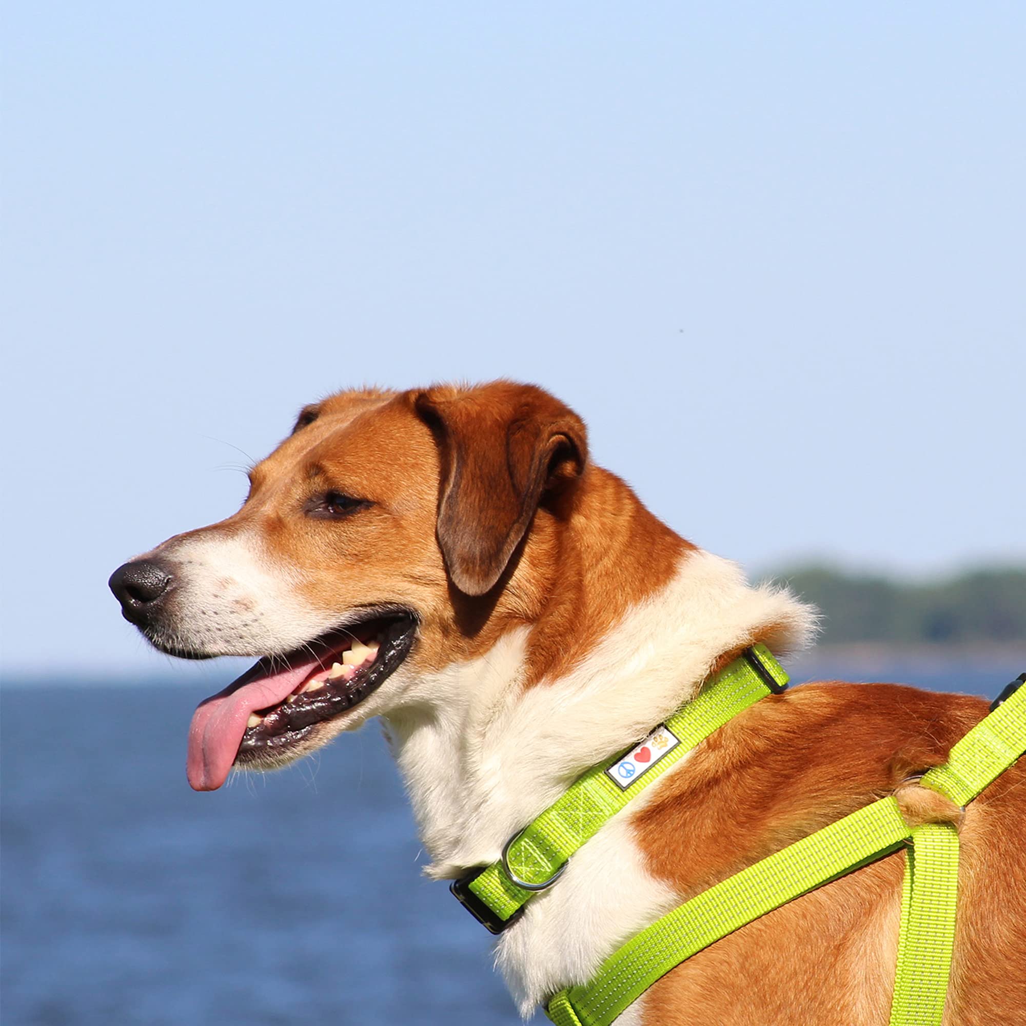 Pawtitas Reflective Dog Collar - Adjustable, Large Dog & Puppy Collar - Teal