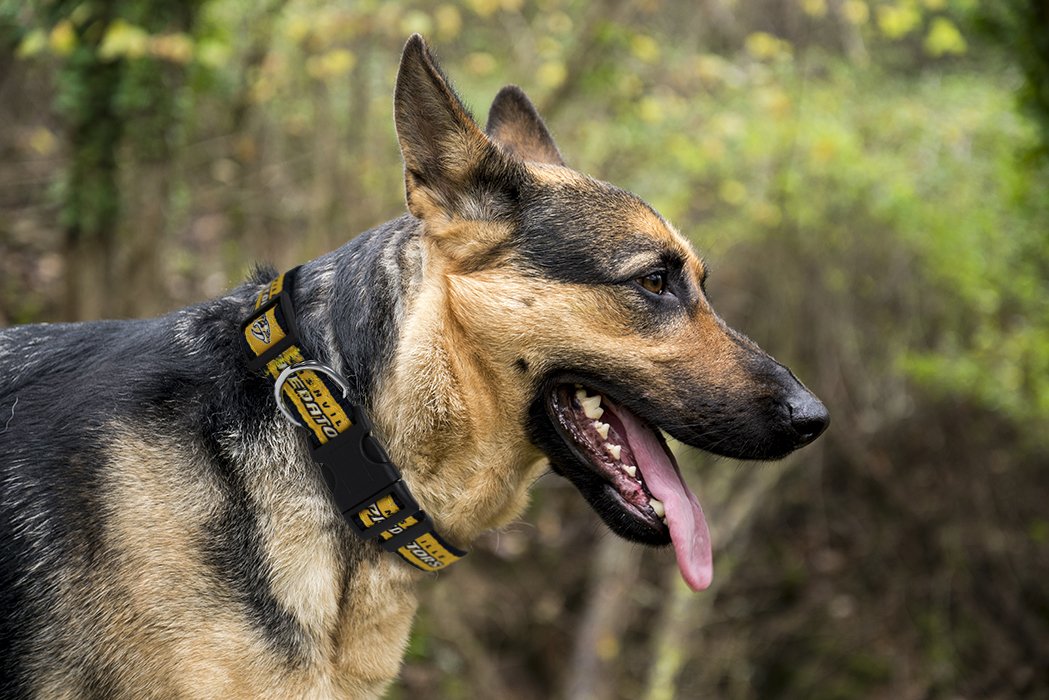 Pets First Nhl Nashville Predators Collar For Dogs & Cats, Medium. - Adjustable, Cute & Stylish! The Ultimate Hockey Fan Collar!