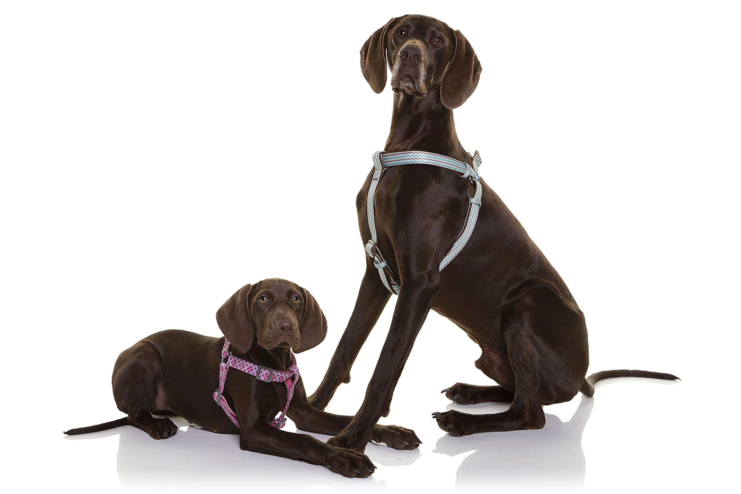 Doog Step-In Reinforced Neoprene Harness, Water Friendly, Quick-Drying, 2 Adjustable Areas, Large, (Harbfl-L)