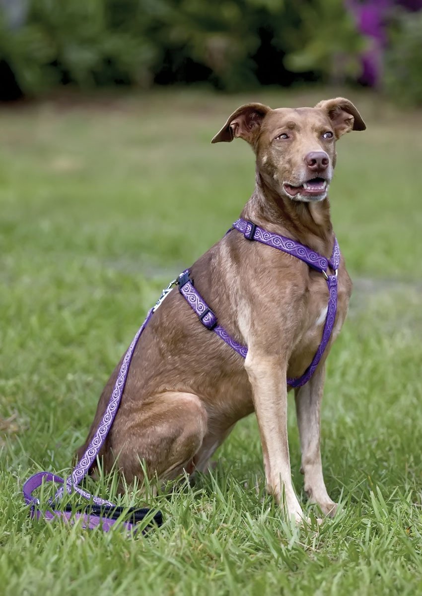 LupinePet Originals 3/4 Jelly Roll 14-24 Adjustable Roman Dog Harness for Medium Dogs