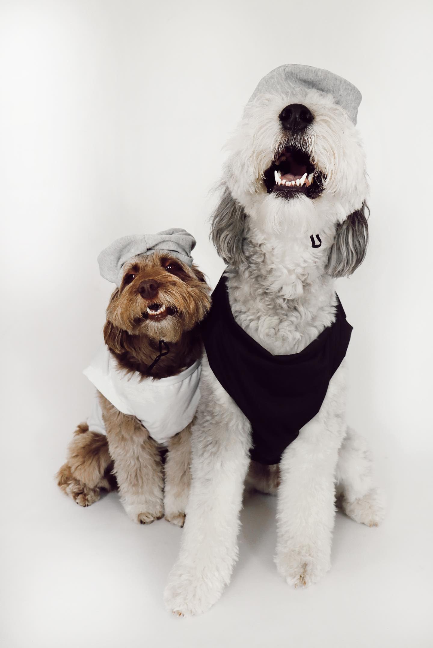 Midlee Salt & Pepper Dog Costume (Salt, X-Large)
