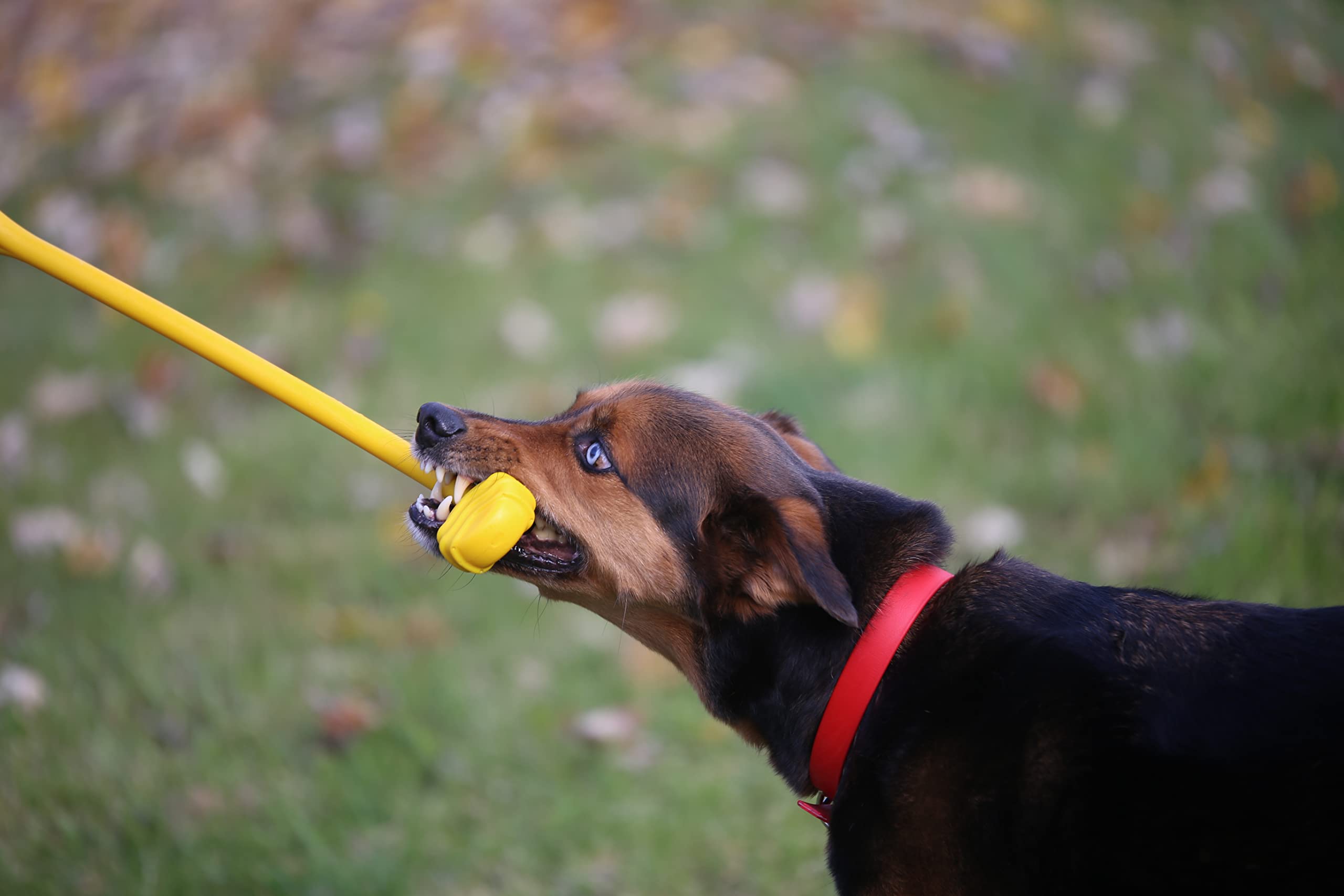 Jersey Dog Co. The Ultimate Tug Toy (Blue) - Made In The Usa