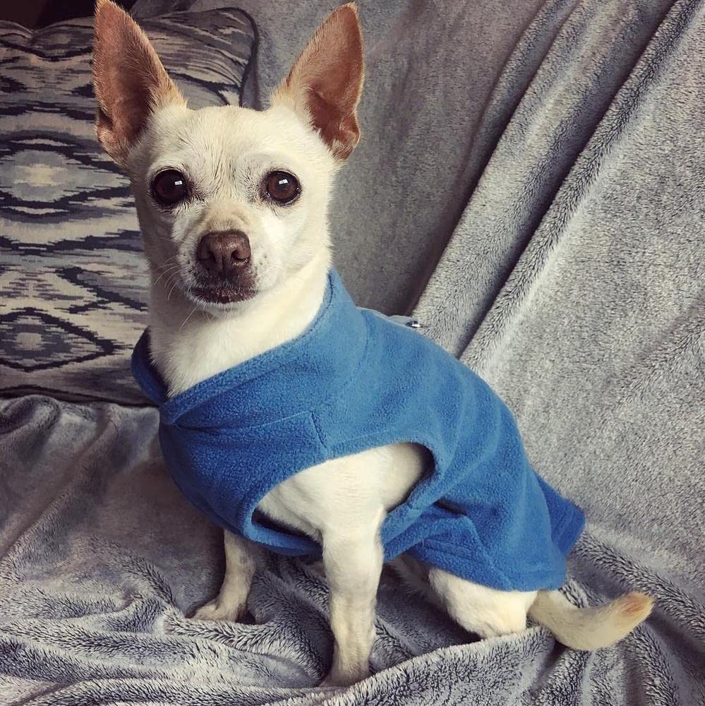 Gooby Fleece Vest Dog Sweater - Blue, Medium - Warm Pullover Fleece Dog Jacket With O-Ring Leash - Winter Small Dog Sweater Coat