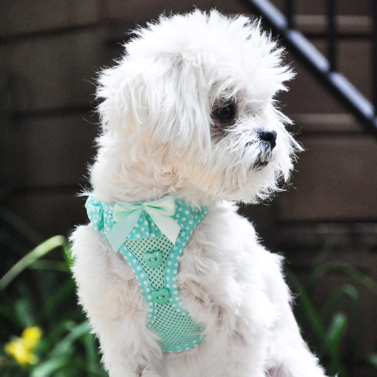 Doggie Design No Choke Dog Harness - Simple Step-In And Go Dog Vest For Small, Medium, And Large Breeds - Breathable Mesh Polyester Pet Harness - Teal Polka Dot - M
