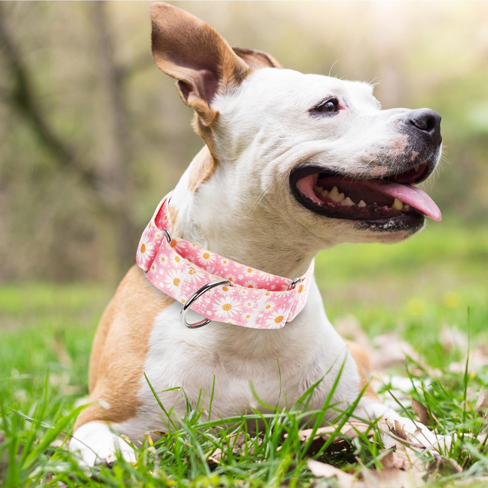 Wide Martingale Collar For Dogs -1.5 Inch Dog Training Collar -Big&Thick Dog Collar - Escape-Proof,Durable And Comfortable - Pin