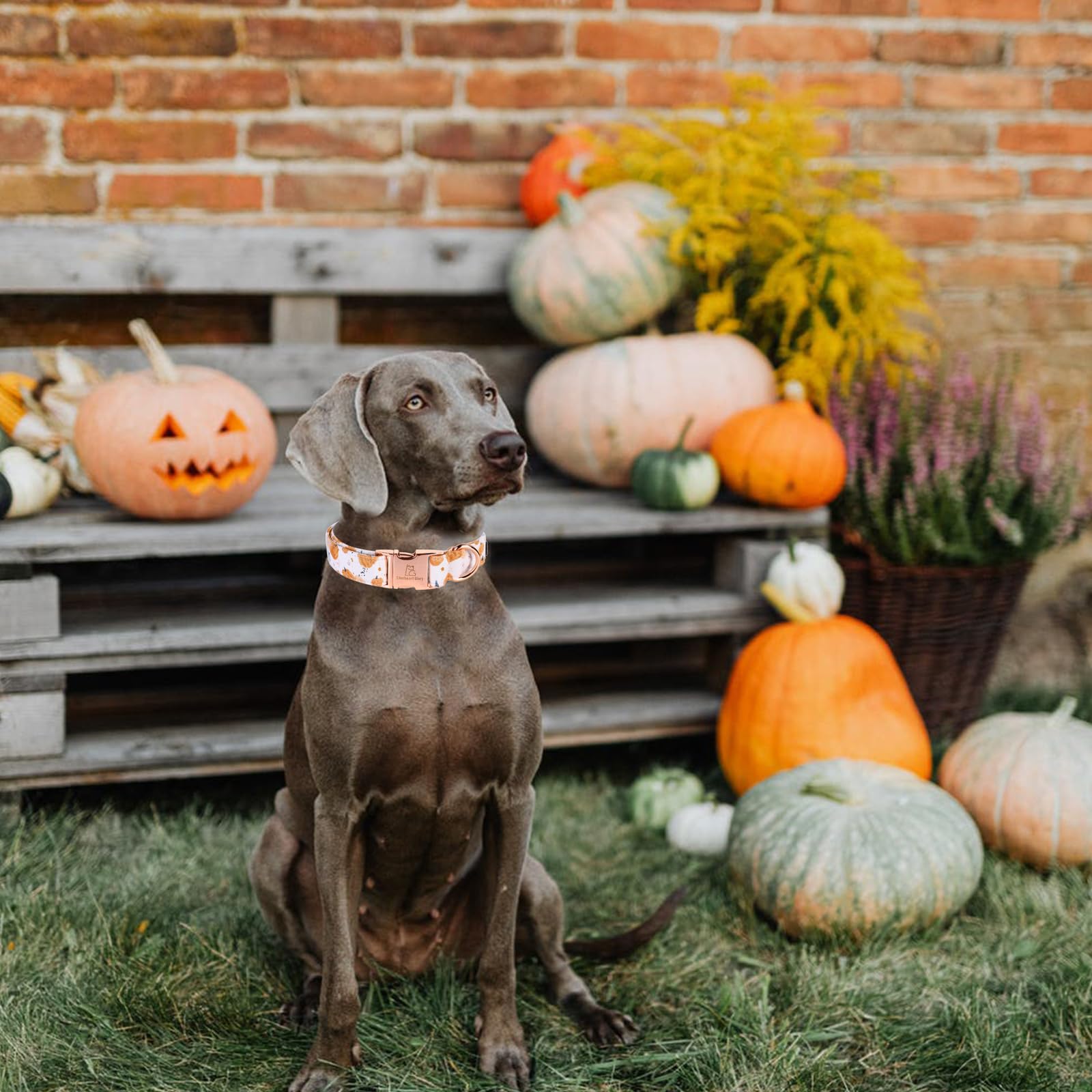 Lionheart Glory Dog Collar Halloween Collar Dog Fall Dog Collars, Adjustable Heavy Duty Dog Collar For Medium Dogs Pumpkin Collar Dog