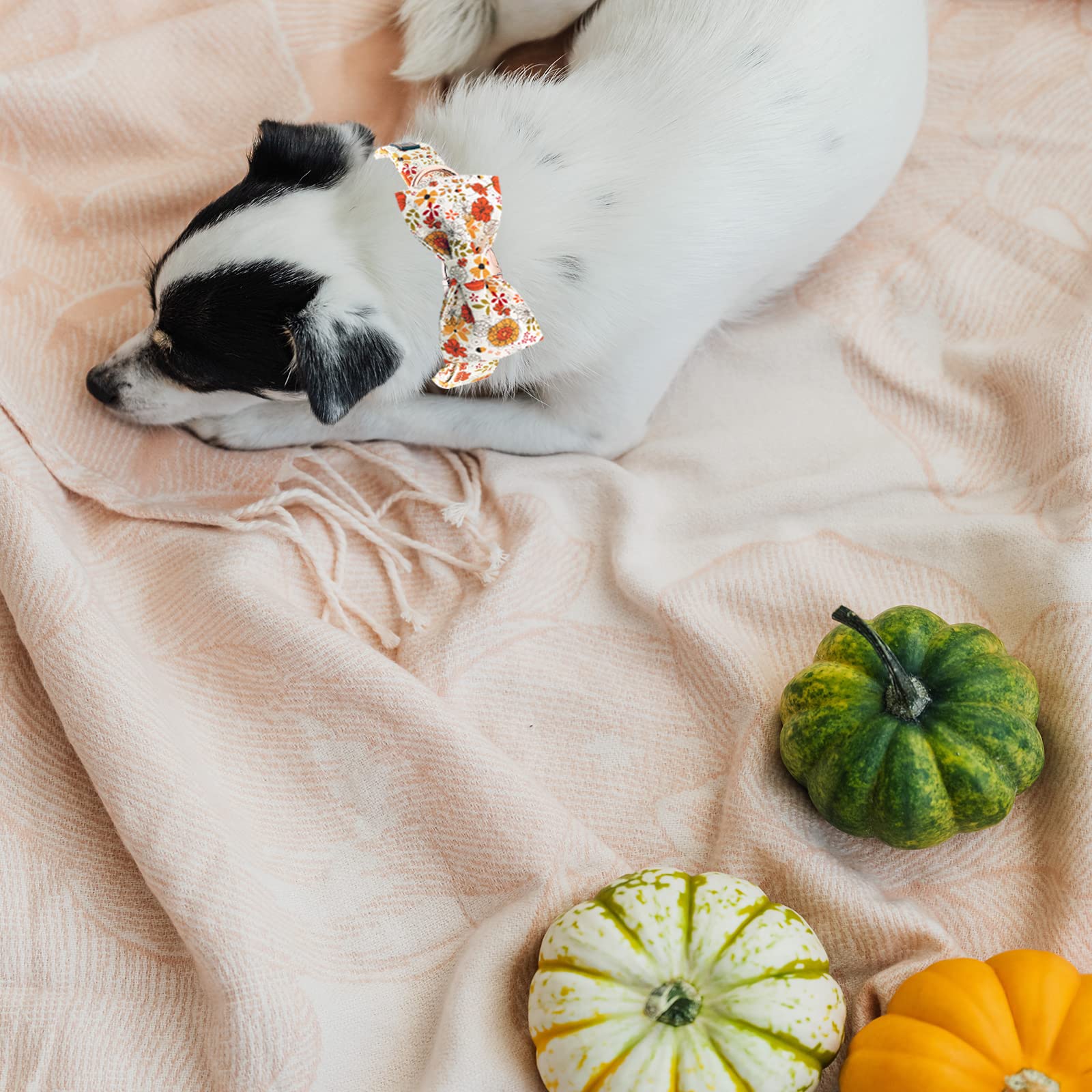 Lionheart Glory Premium Dog Collars, Bowtie Dog Collar, Heavy Duty Adjustable Fall Dog Collar For Medium Dogs Pumpkin Dog Collar, Collar Dog Bow
