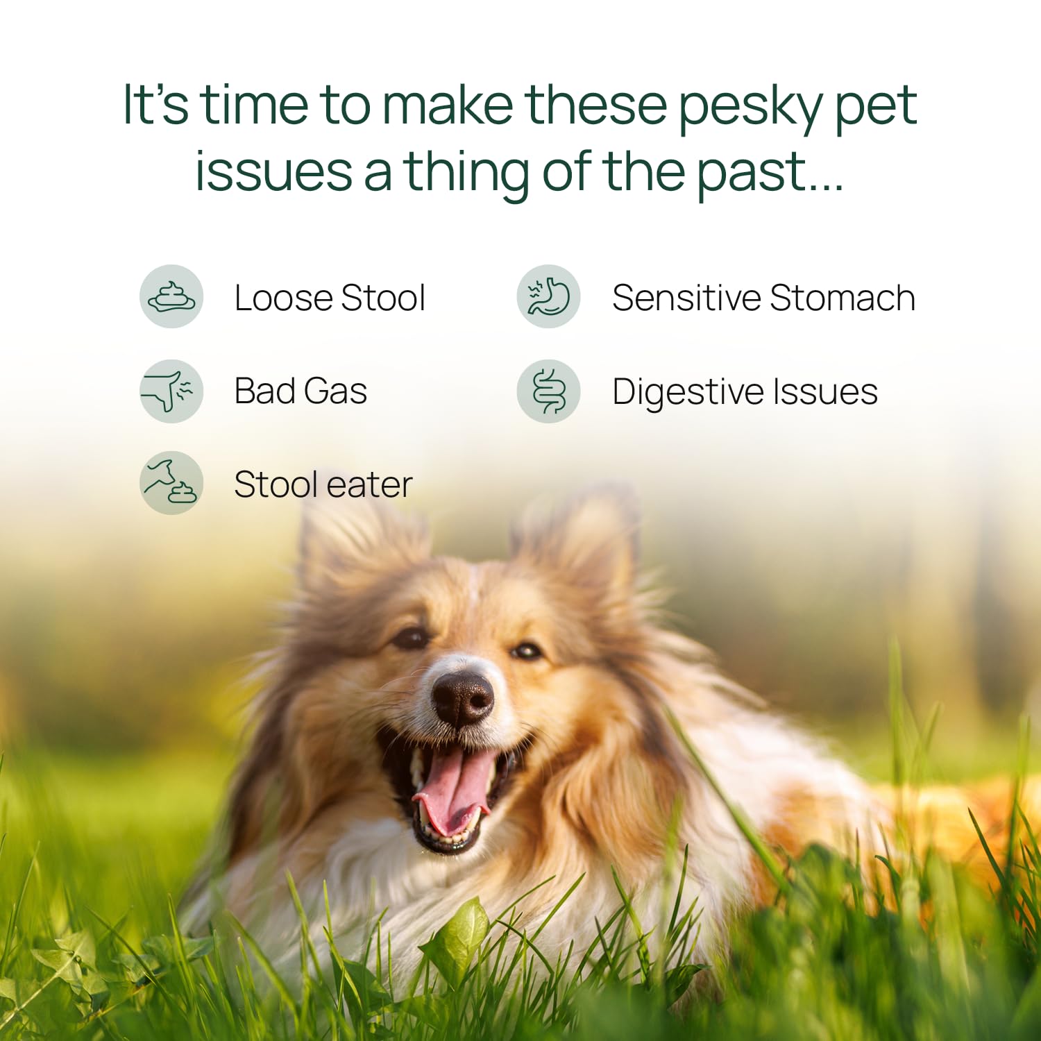 pawTree Gastro Pro Plus® for Dogs and Cats - Probiotics & Digestive Enzymes, 30 ct, Red - Ideal for Sensitive Stomachs & Digestive Issues