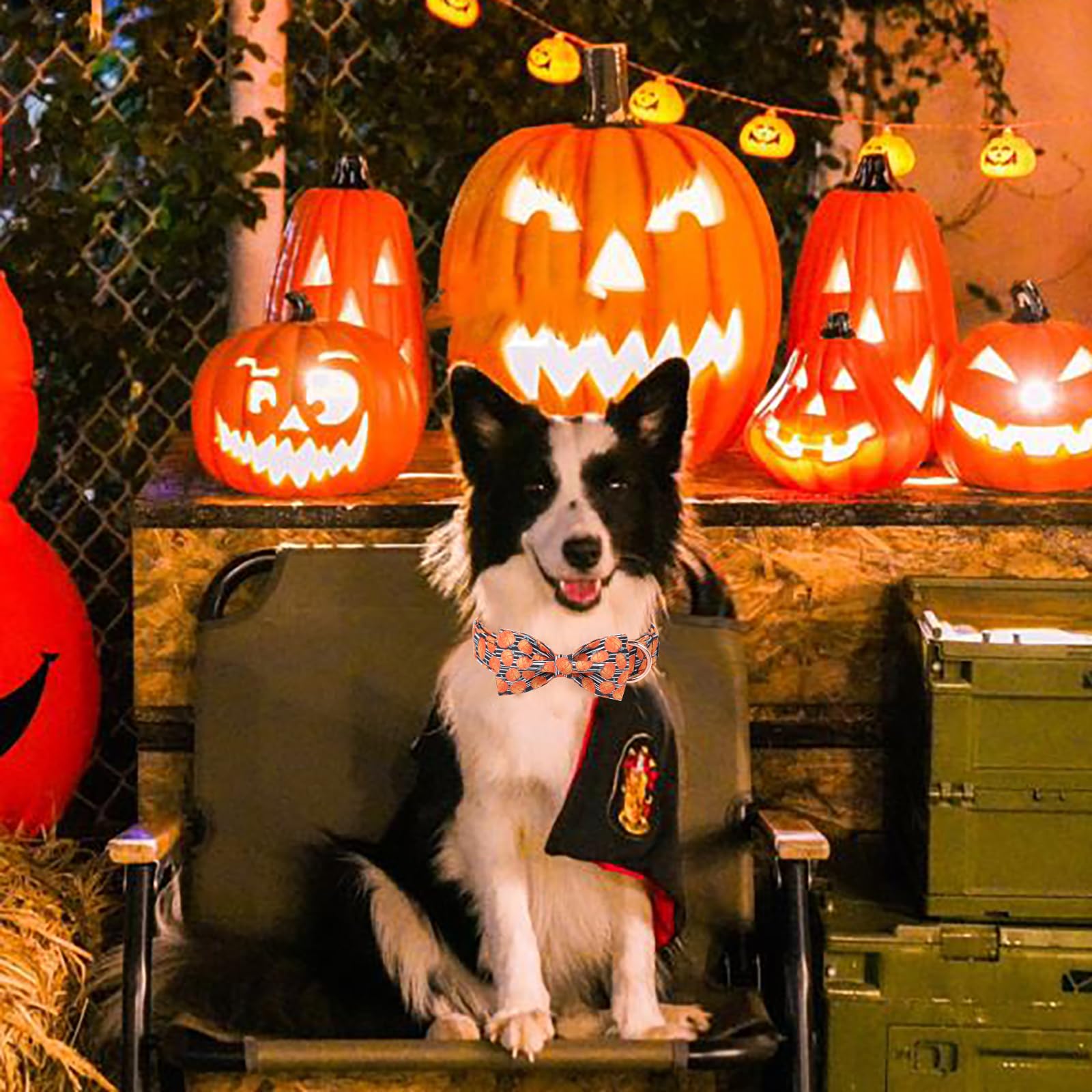 Maca Bates Halloween Pumpkin Dog Collar With Bow Bowtie For Dogs Sailor Bow Tie Adjustable Breakaway Cute Collars Accessories Fall Gift For Small Medium Large Xl Puppy With Golden Metal Buckle