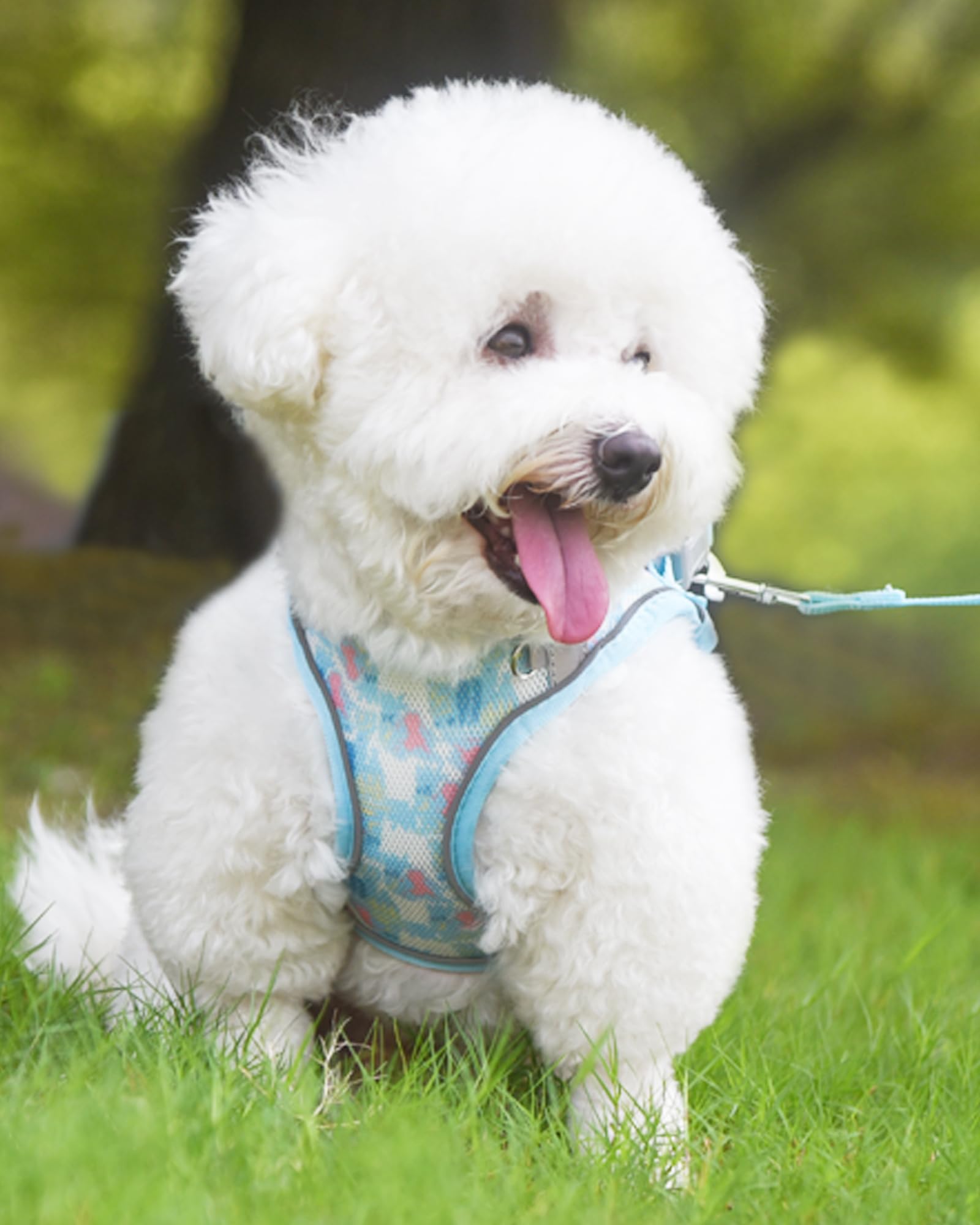 Aecllcea No Pull Dog Harness & Leash Set - Step-In Harness For Small & Medium Dogs, Blue Or Multi-Color