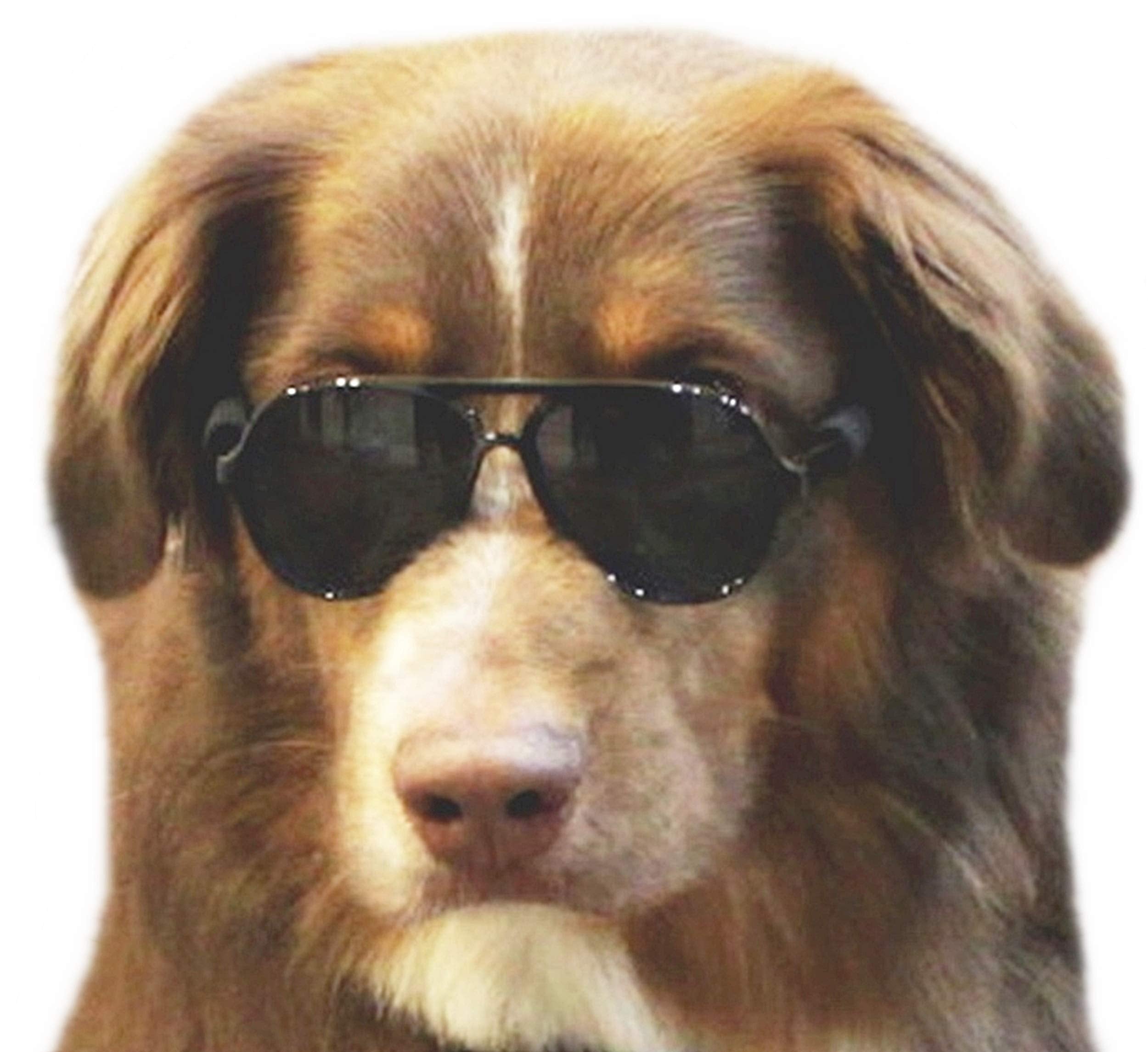 G010 Dog Pet Turbo Sports Sunglasses Medium Breeds 20-40 Lbs (Turbo Pink-Pink Mr)