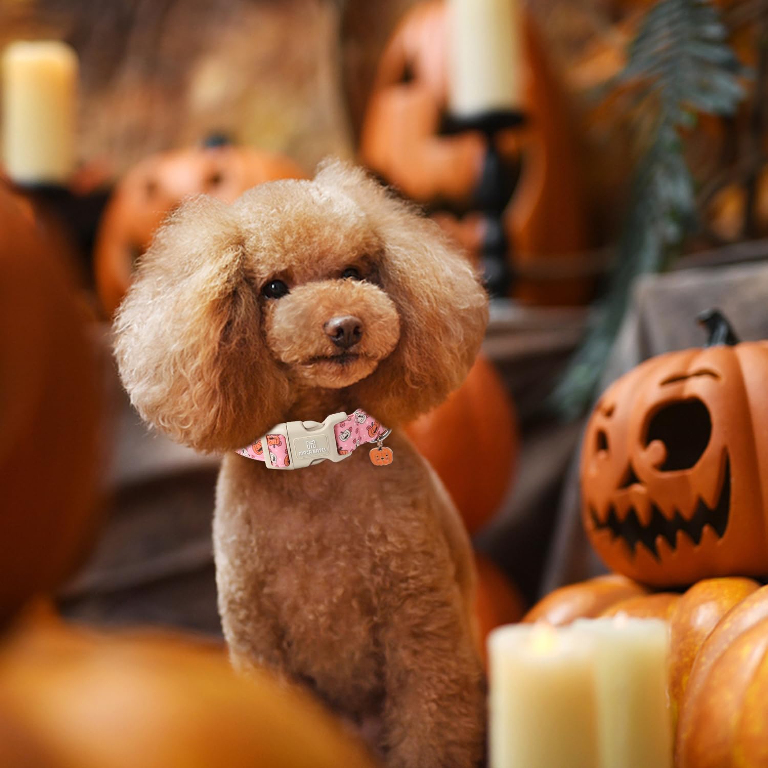 Maca Bates Halloween Pink Cute Pumpkin Dog Collar Puppy Collars Durable Comfortable Adjustable Birthday Gift For Xs Small Medium