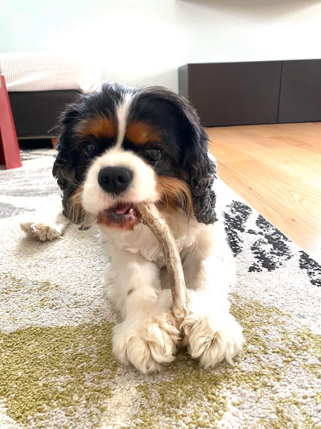 Perfect Pet Chews Deer Antler Dog Chew - Grade A, All Natural, Organic, and Long Lasting Treats - Made from Naturally Shed Antle