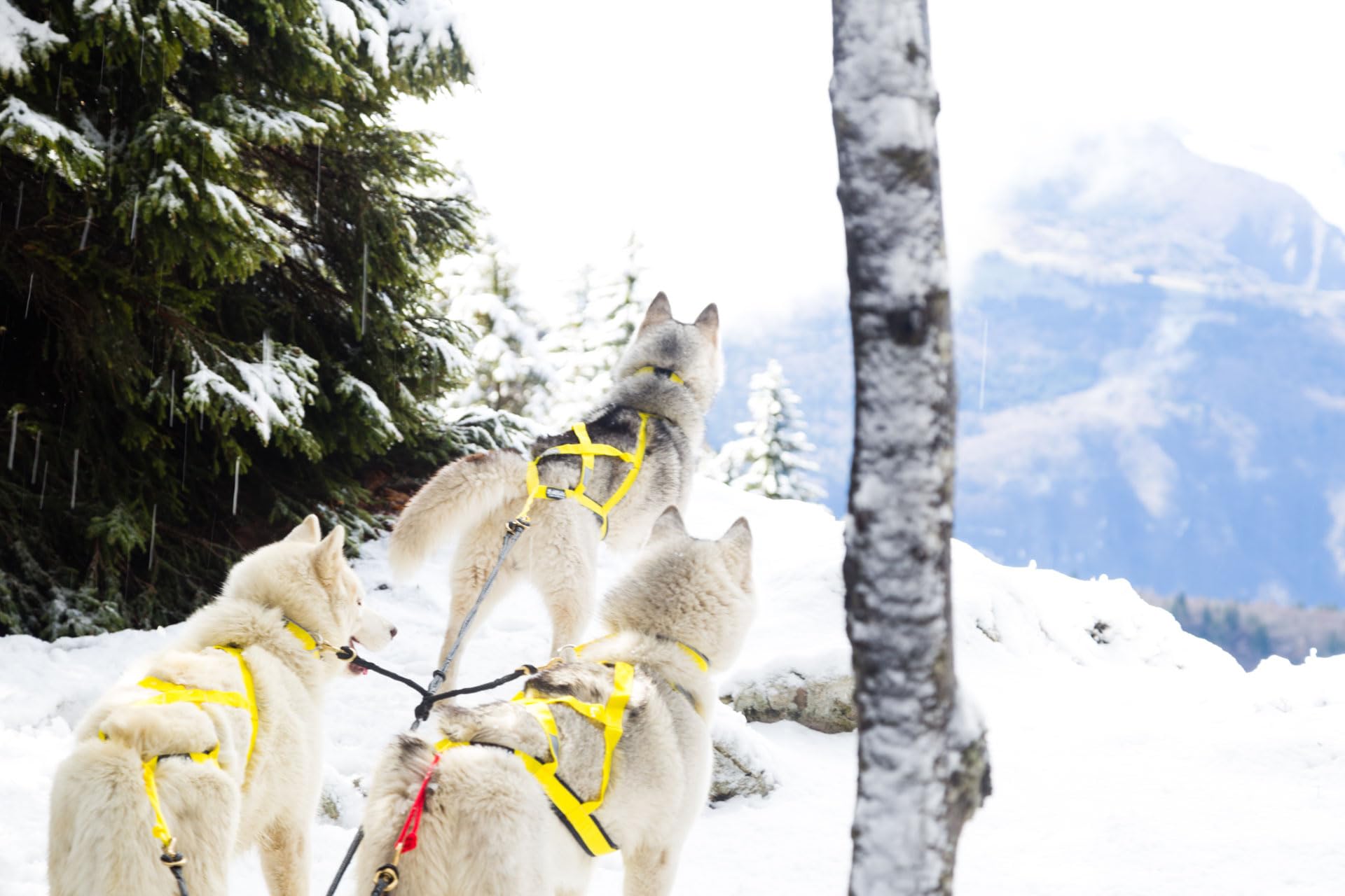 Neewa Sled Pro Harness (X-Large, Yellow), Dog Pulling Harness, Husky Harness, Mushing Harness, X Back Harness Dog For Dog Exercise, Bikejoring, Skijoring, Dog Sledding, Canicross, Dog Harness
