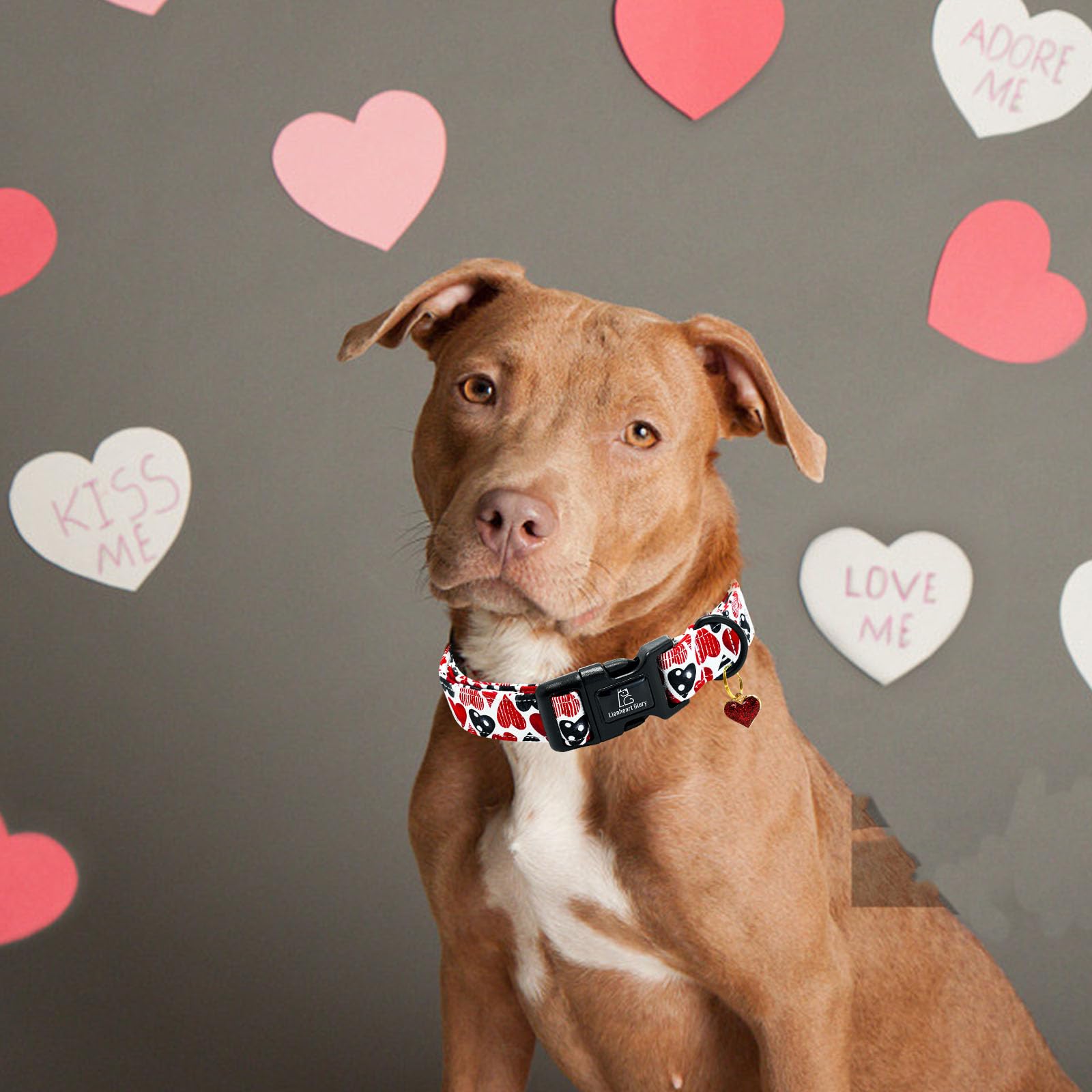 Lionheart Glory Valentine Collar-Red Hearts Dog Collar For Medium Cute Dog Collars Spring Female Male Pet Gift Adjustable Heavy-