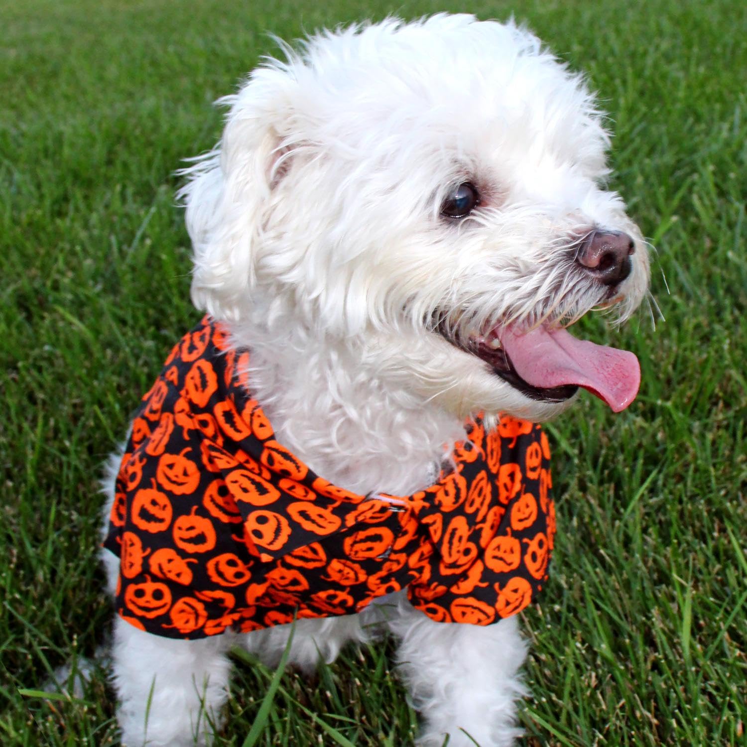 Halloween Jack-O-Lanterns (Xx-Small)