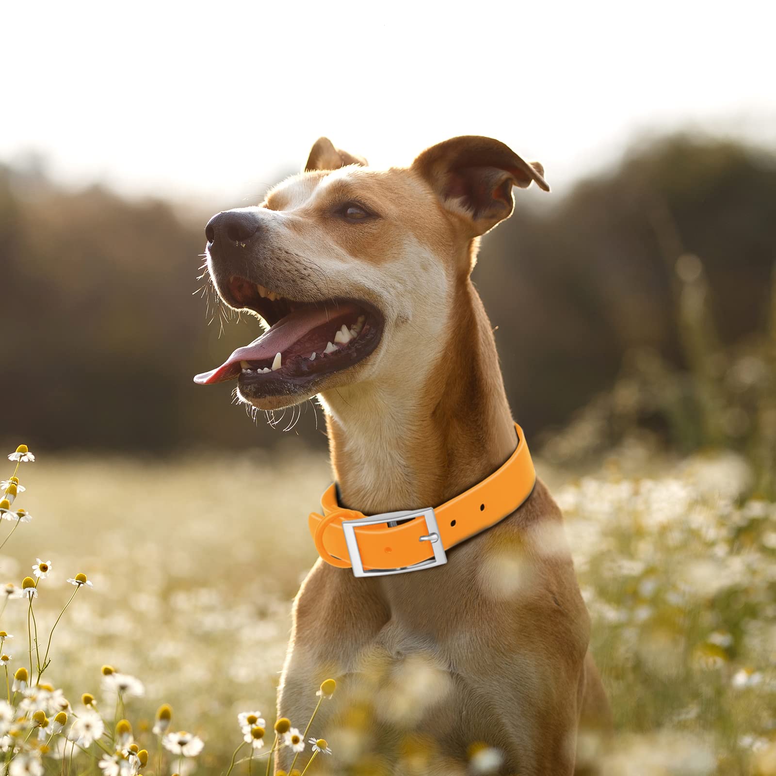 Wisedog Waterproof Dog Collar: Multiple Adjust 8.5” To 32.6”, Soft Rubber Coated Webbing, Easy To Clean, For Small Medium Large Dogs (S(Length:8.5'-12.5'; Width:0.8'), Yellow)