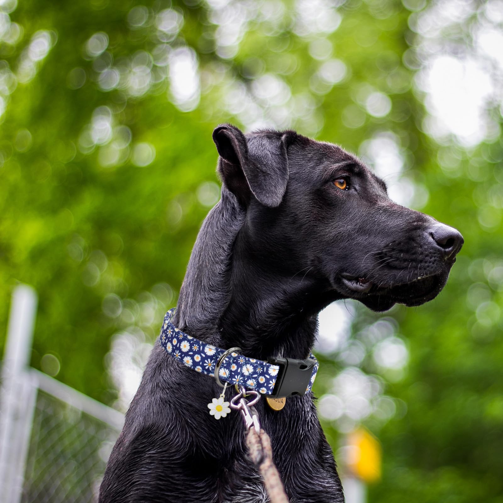 Flower Patterns Dog Collar With Accessories, Soft Cotton Dog Collars For Small Medium Large Female And Male Dogs(Bule Daisy L)