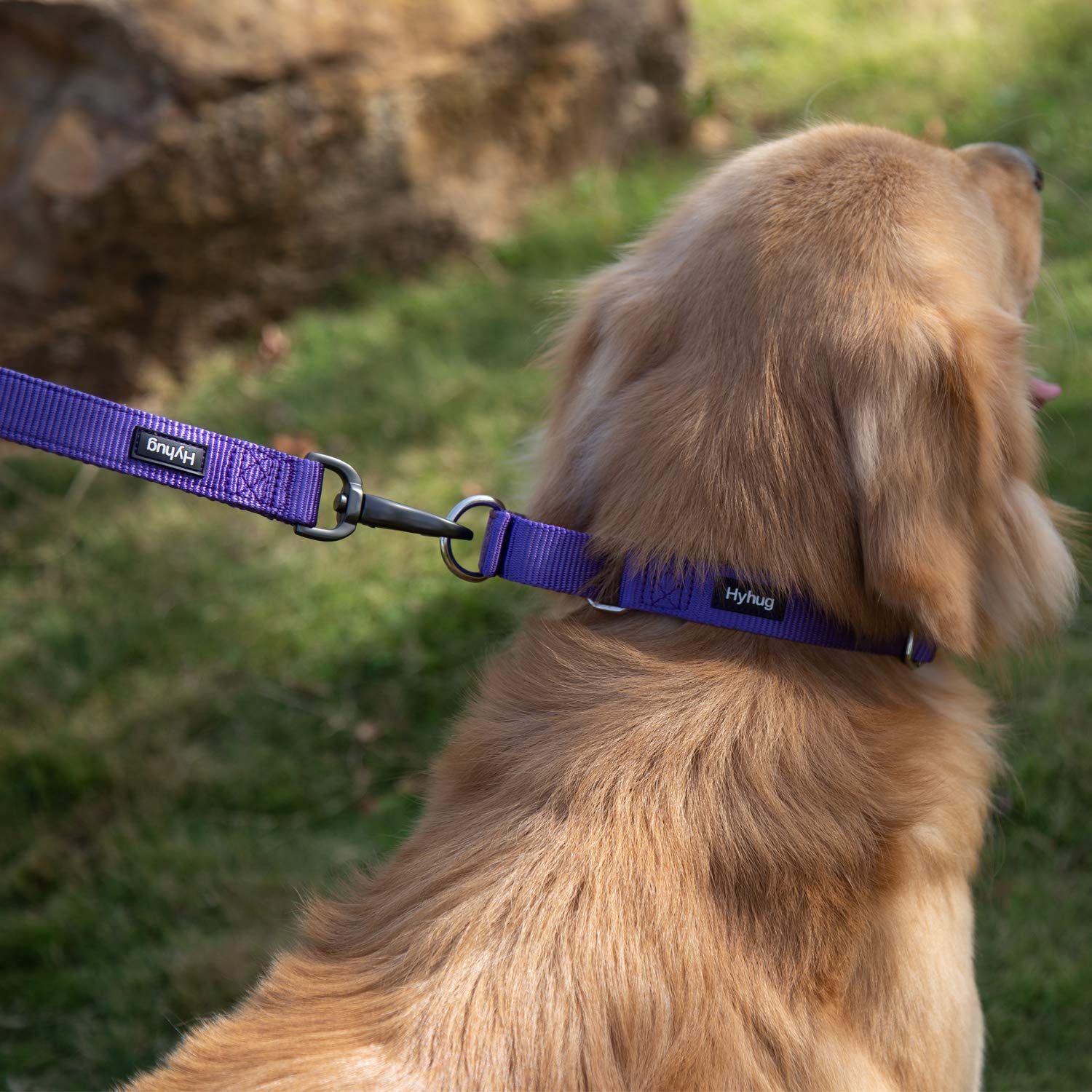 Hyhug Pets Premium Upgraded Heavy Duty Nylon Anti-Escape Martingale Collar For Boy And Girl Dogs Comfy And Safe - Professional Training, Daily Use Walking. (Medium, Ultra Violet)