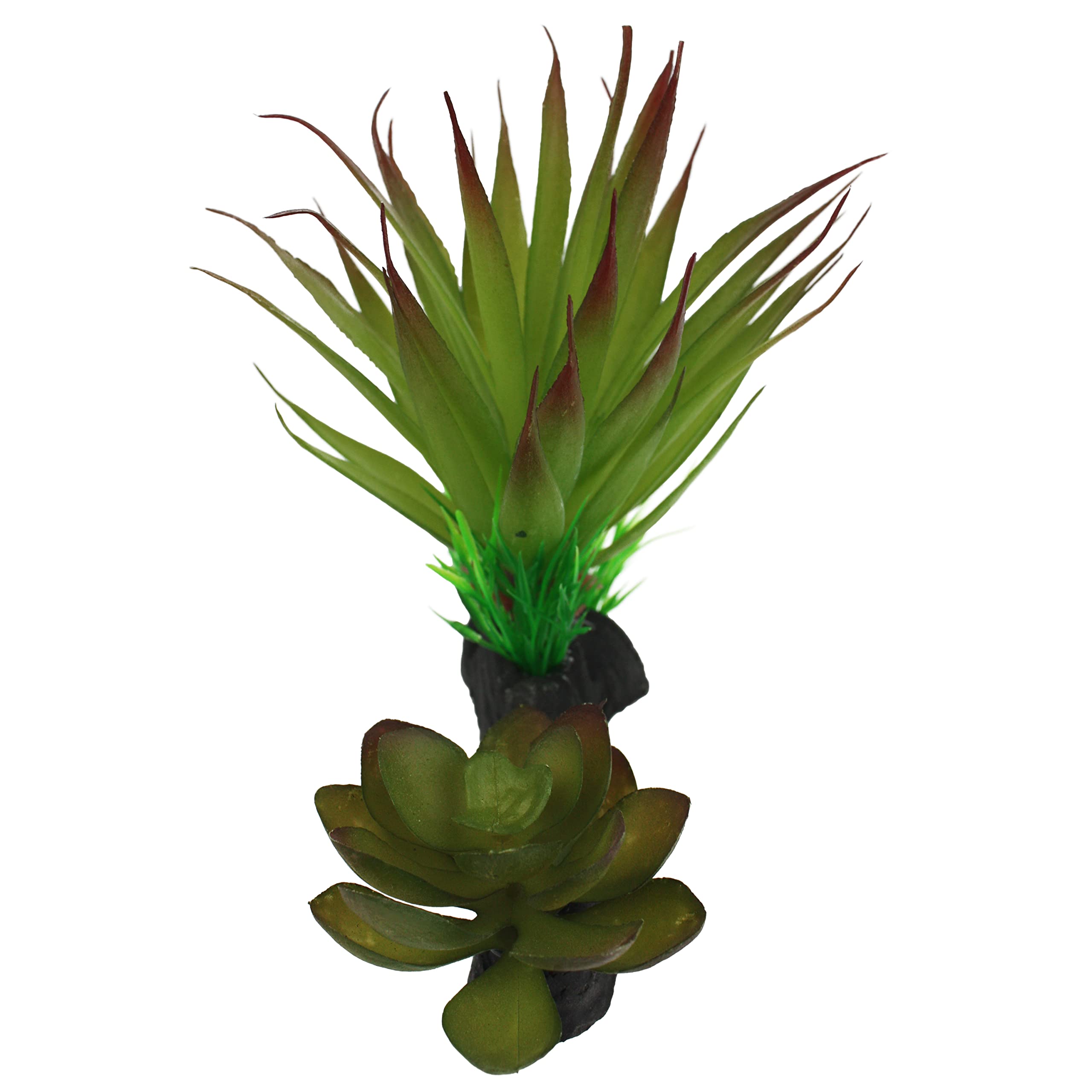 Multi Pet 48593312: Komodo Succulent Plant