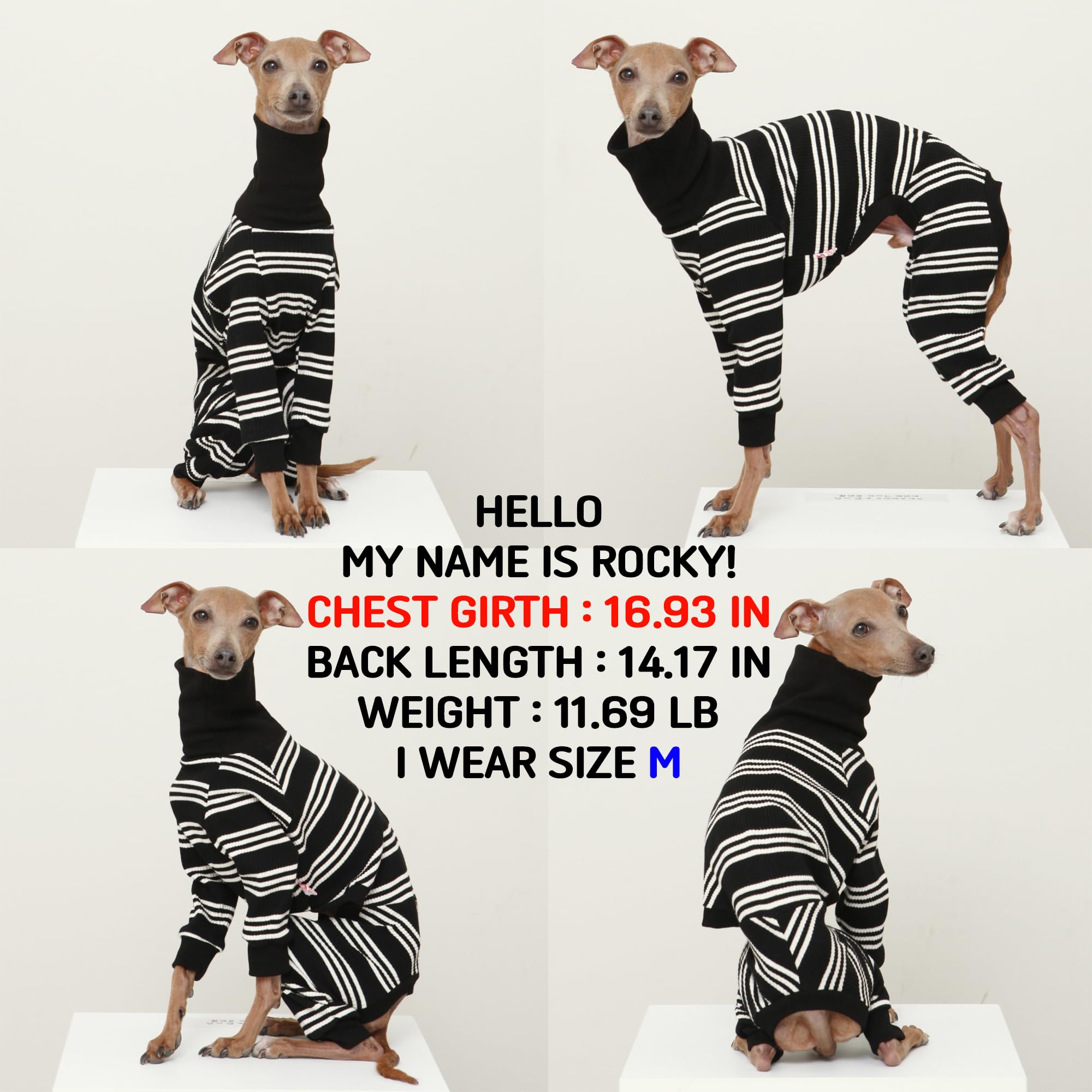 D Doggy Star Italian Greyhound Clothes Soft Stretchy Onesie Refined Stripe Outfit Whippet For Dog Coat (Xl,Onsi Ivory Str)