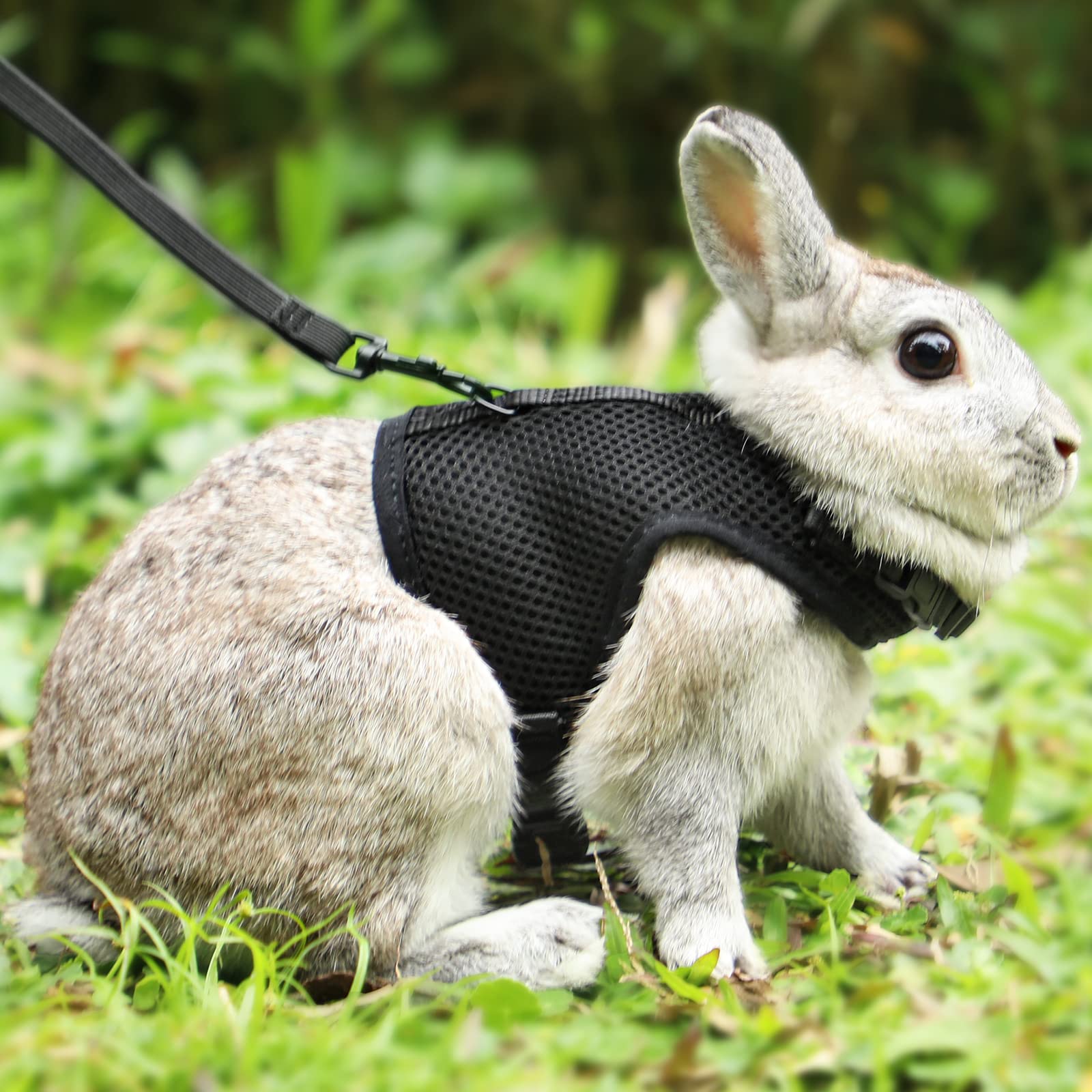 Pettom Bunny Rabbit Harness With Stretchy Leash Cute Adjustable Buckle Breathable Mesh Vest For Kitten Small Pets Walking (L(Che
