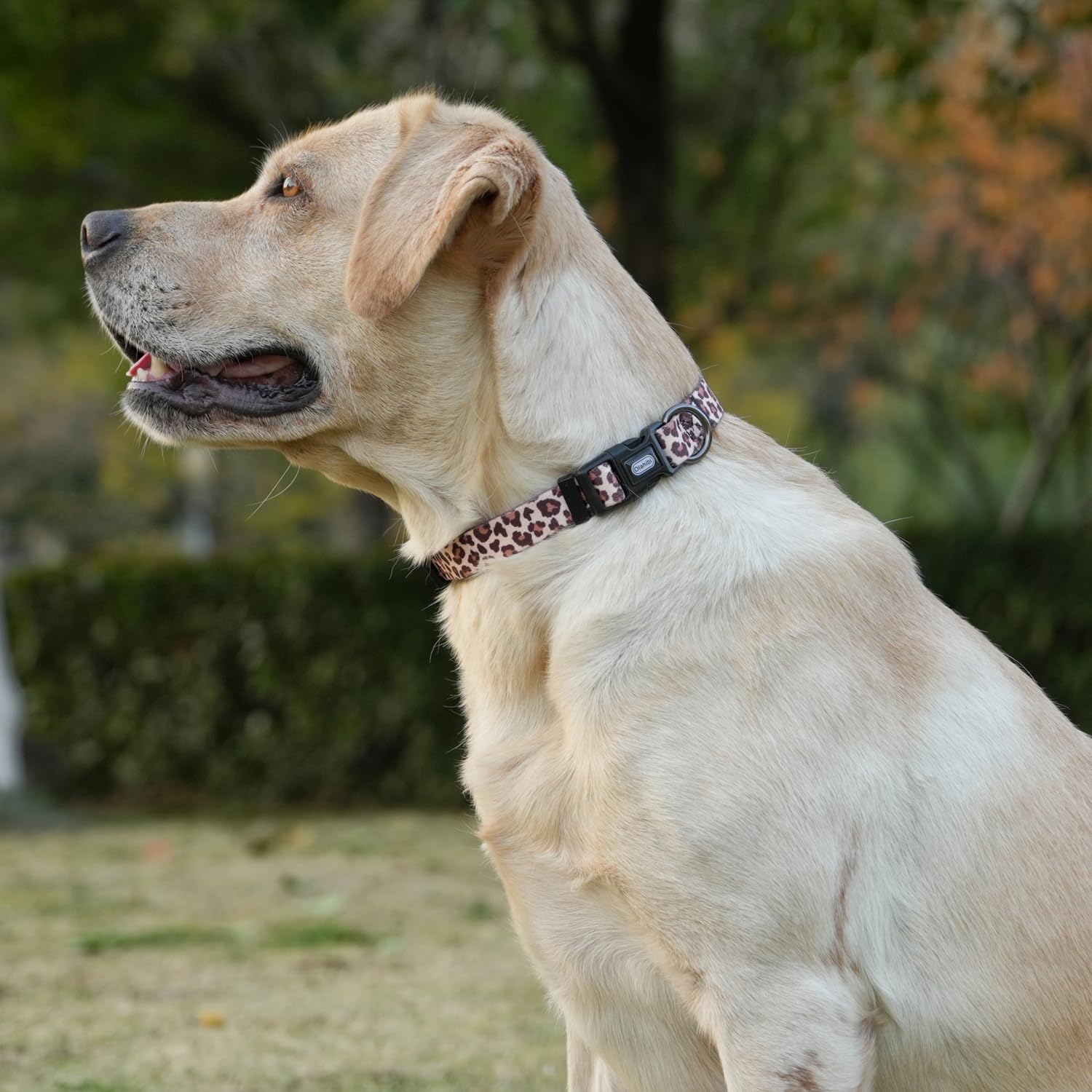 Olahibi Basic Dog Collar, Leopard Pattern, Polyester Material, 4 For Small Medium Large Dogs.(X, Light Coffee Leopard)